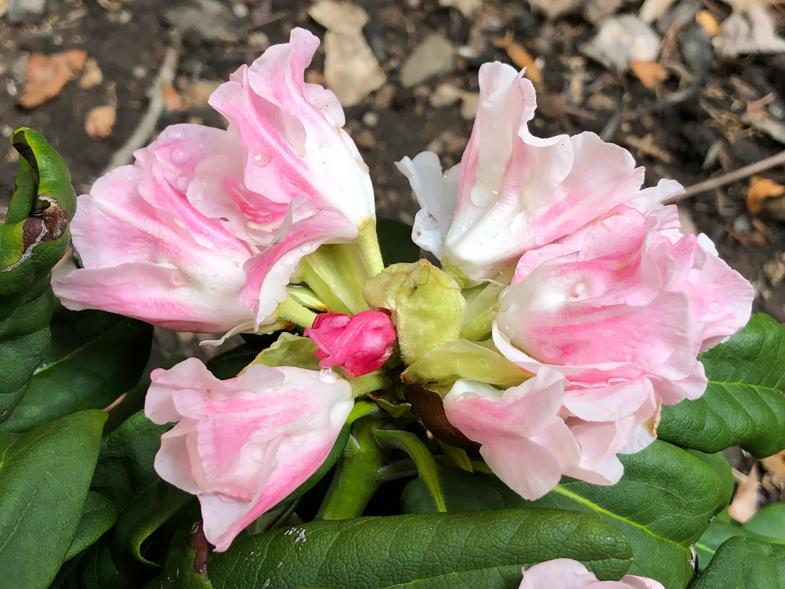 Yaku Princess Rhododendron (Rhododendron 'Yaku Princess') — This compact shrub typically reaches a height of 3 feet and spreads to approximately 3 to 4 feet
