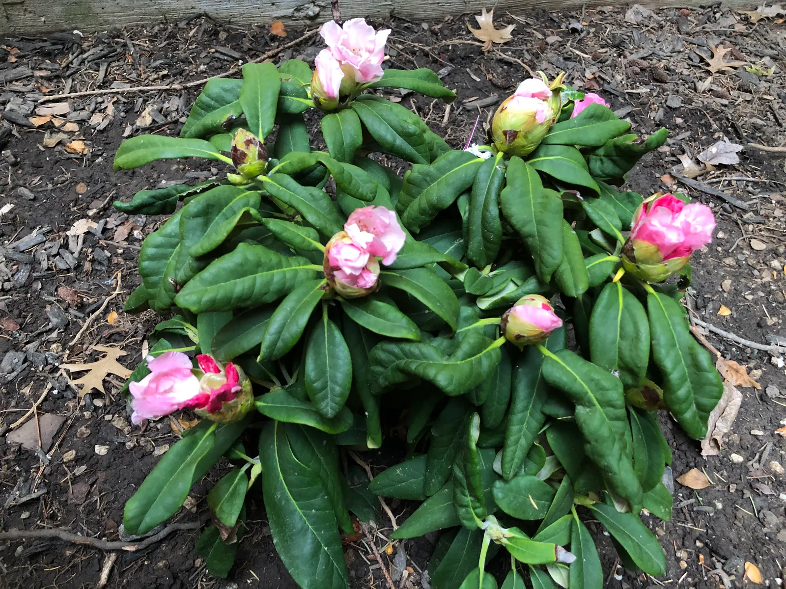 Yaku Princess Rhododendron (Rhododendron 'Yaku Princess') — Hardy in USDA zones 5-8, it offers a low-maintenance choice with excellent resistance to pests and