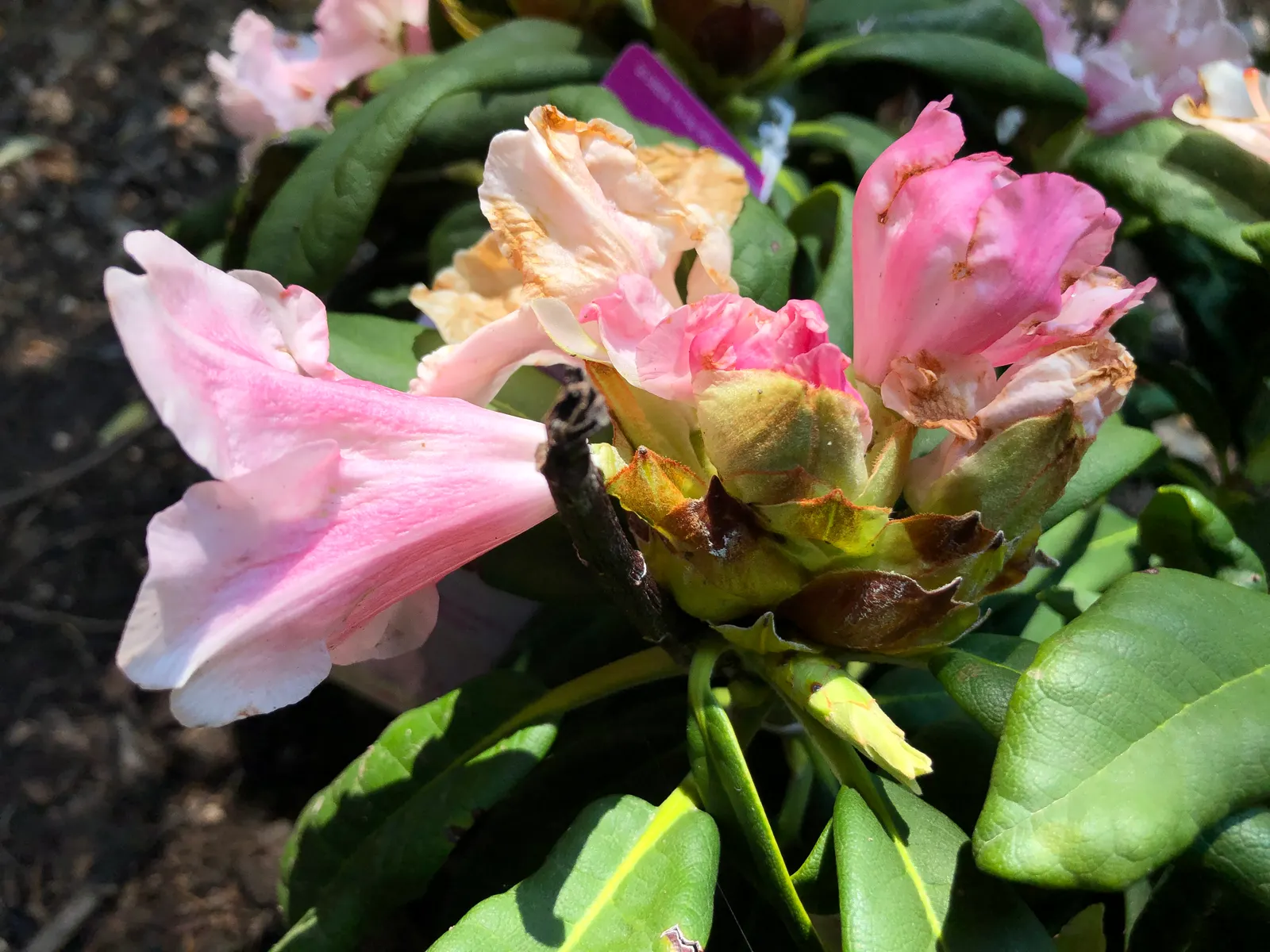 Yaku Princess Rhododendron (Rhododendron 'Yaku Princess') — The Rhododendron 'Yaku Princess' is a highly prized cultivar