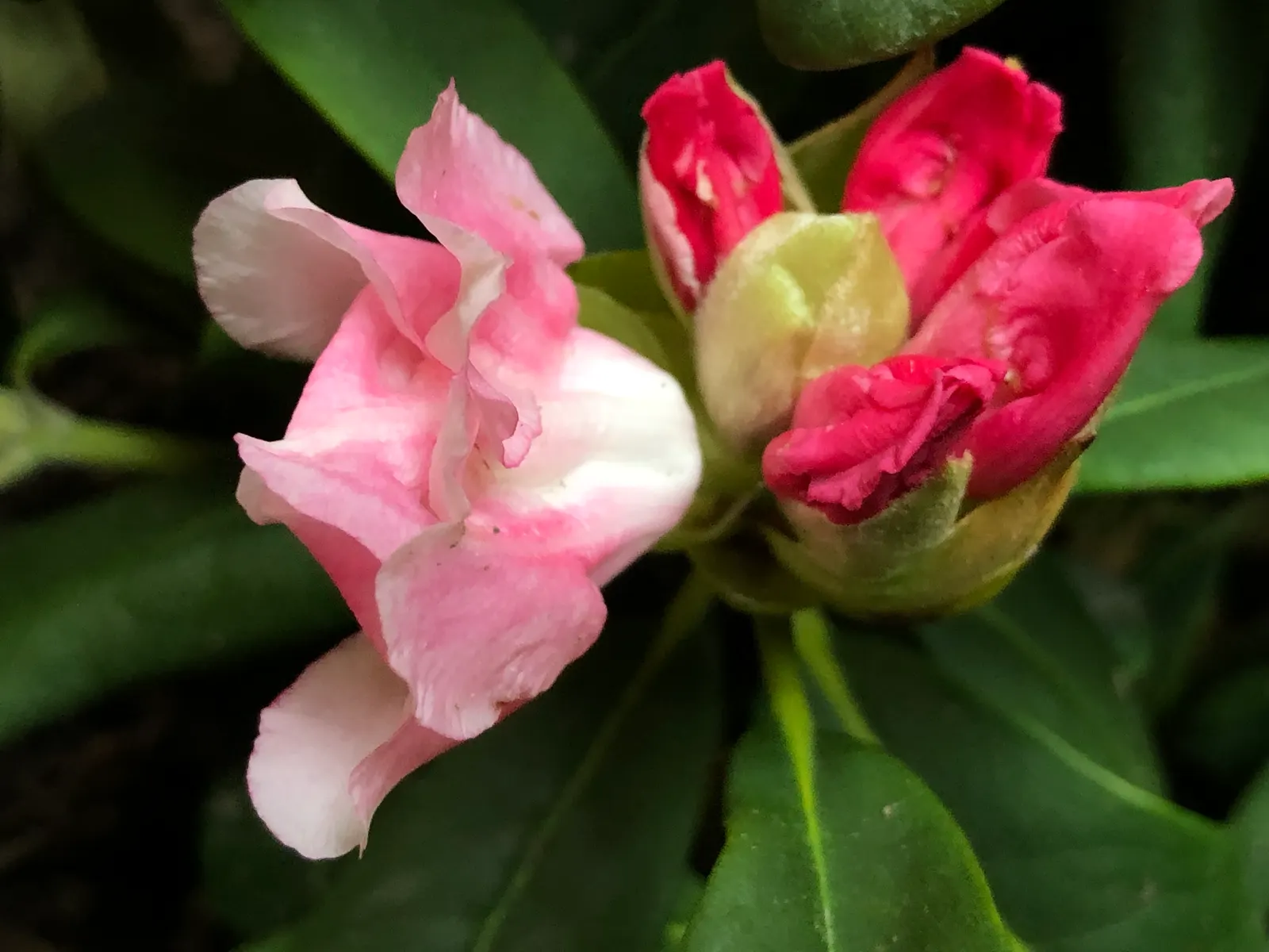 Yaku Princess Rhododendron (Rhododendron 'Yaku Princess') — creating a delightful contrast.<br><br>For optimal growth