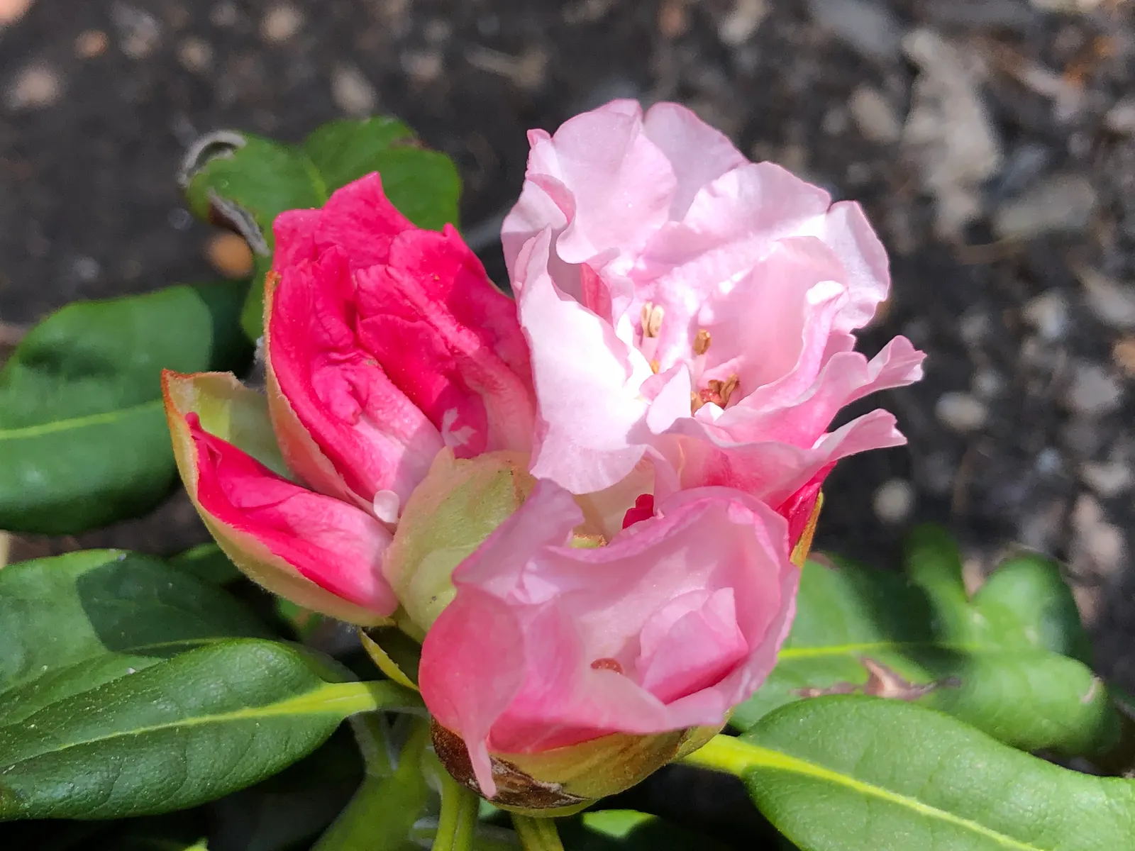 Yaku Princess Rhododendron (Rhododendron 'Yaku Princess') — Each bloom is around 2 inches across