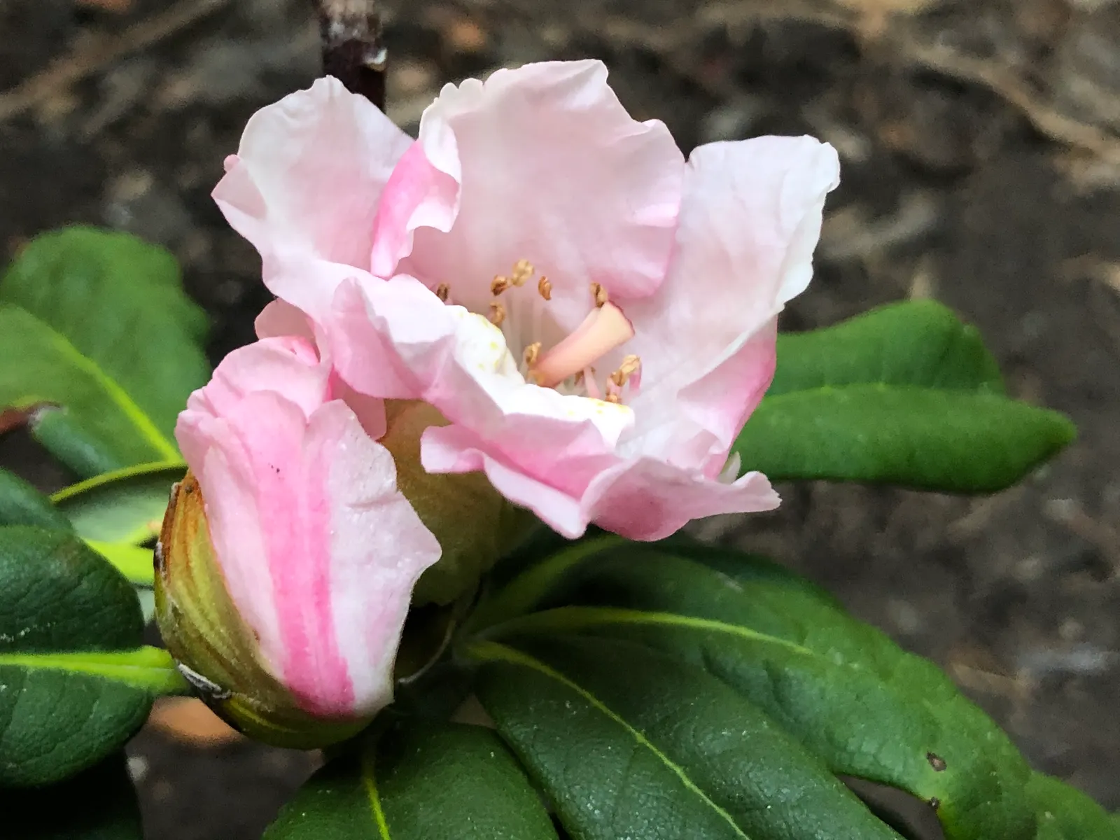 Yaku Princess Rhododendron (Rhododendron 'Yaku Princess') — Come late spring, this rhododendron variety comes to life with an abundance of beautiful flowers