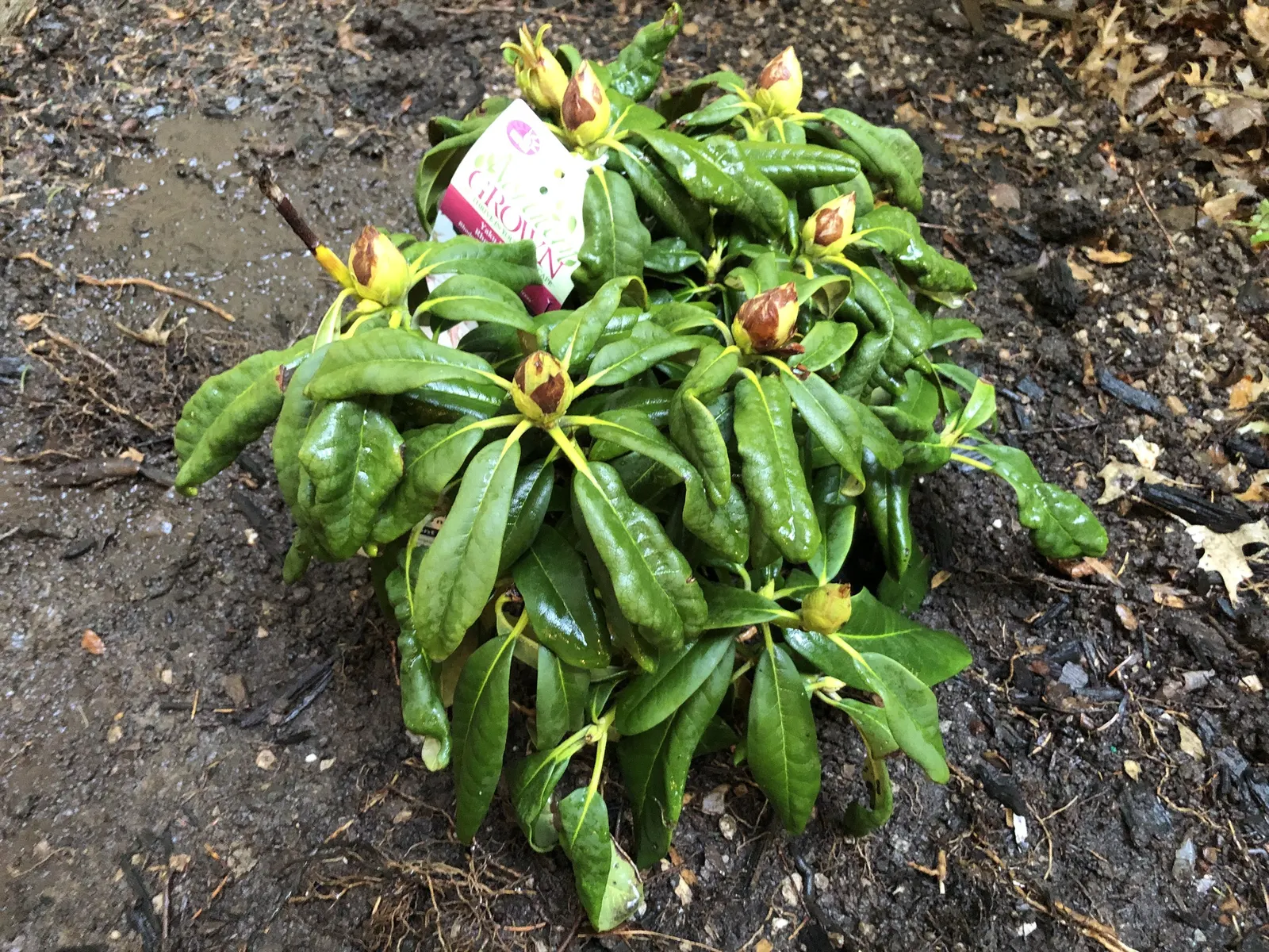 Yaku Princess Rhododendron (Rhododendron 'Yaku Princess') — cherished for its stunning floral display and lush