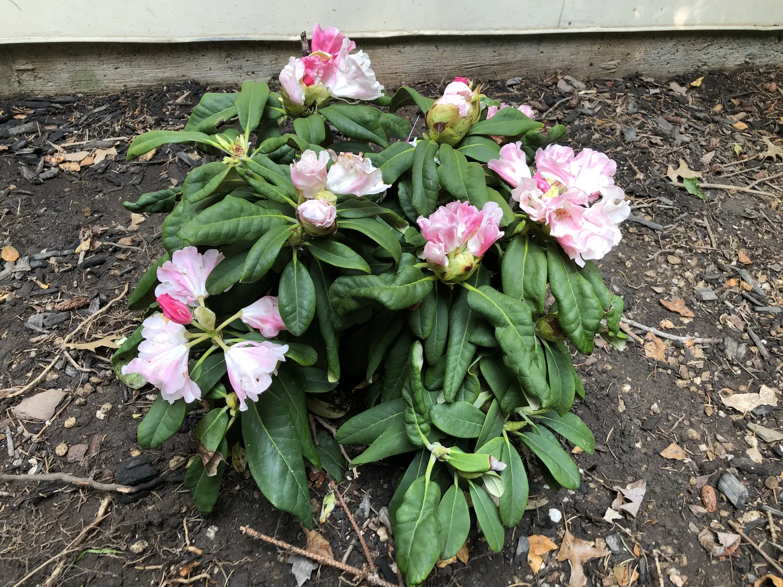 Yaku Princess Rhododendron (Rhododendron 'Yaku Princess') — each trumpet-shaped bloom showcases a soft red-pink flare