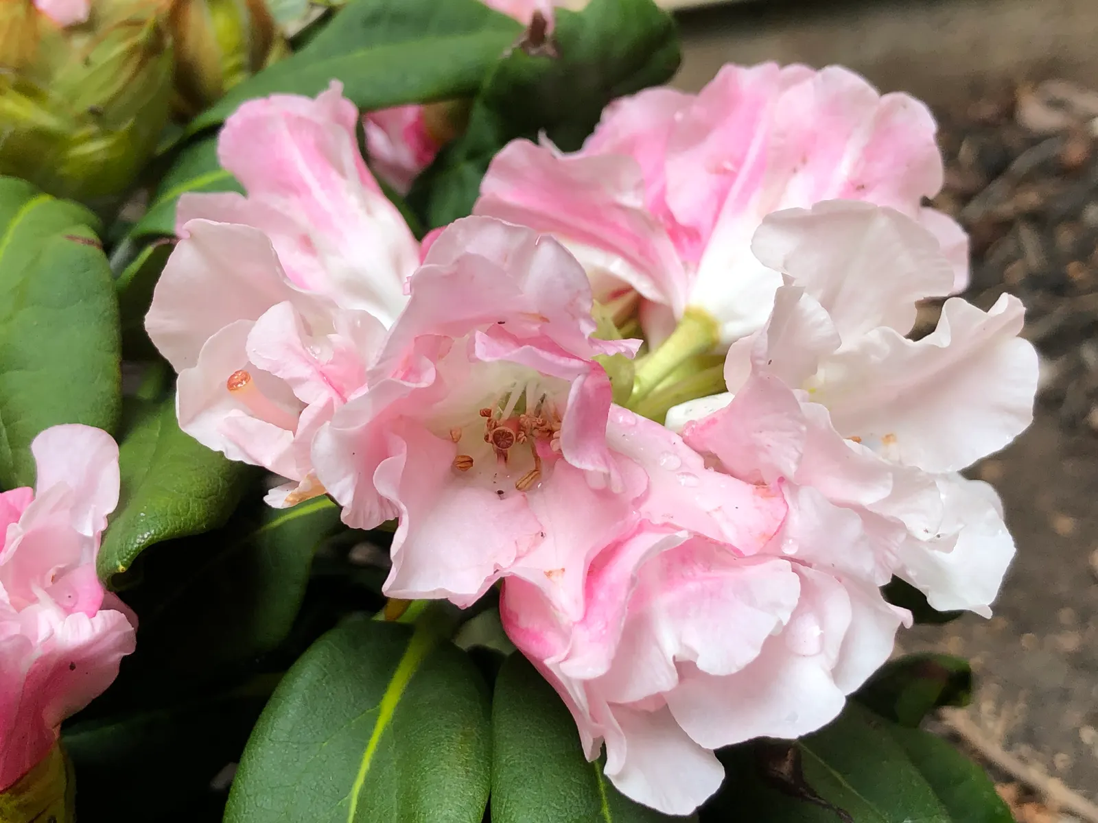 Yaku Princess Rhododendron (Rhododendron 'Yaku Princess') — These leaves boast a handsome, glossy finish, and they are known to be quite leathery to the touch