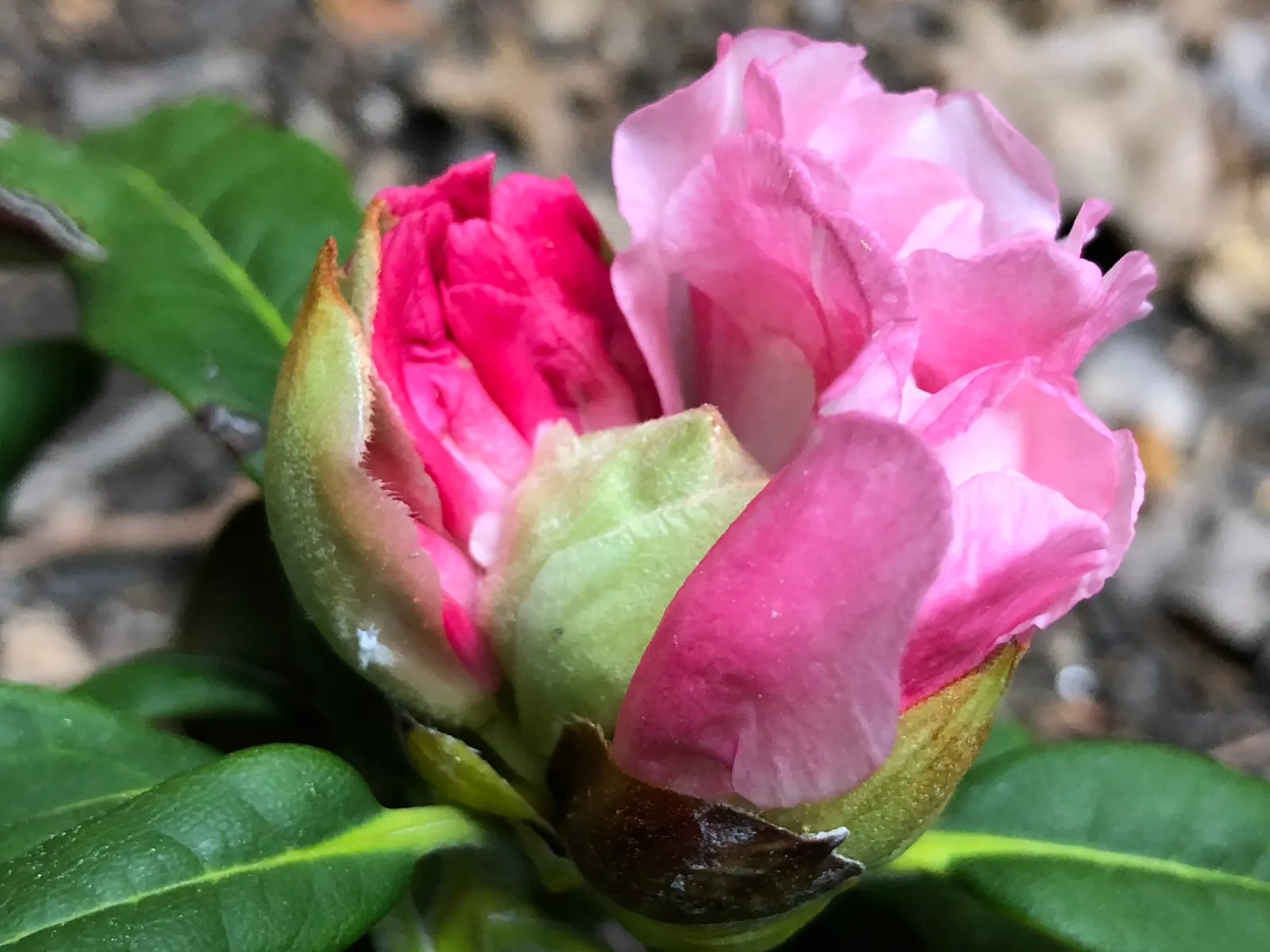 Yaku Princess Rhododendron (Rhododendron 'Yaku Princess') — presenting soft pink petals that gracefully fade to nearly pure white at their centers