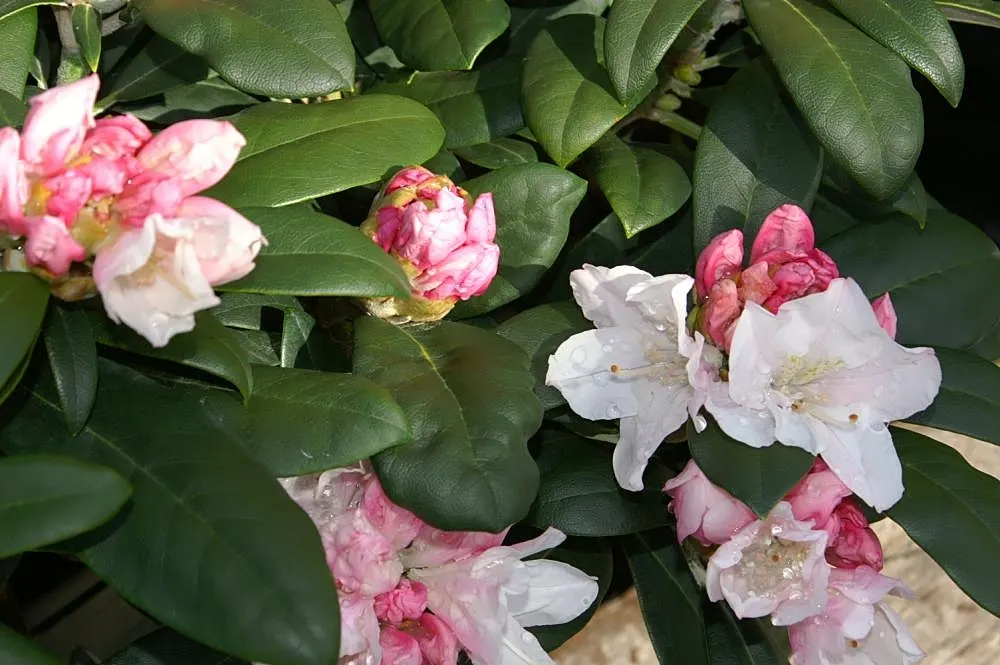 Yaku Princess Rhododendron (Rhododendron 'Yaku Princess') — It thrives in partial shade and well-draining, acidic soil