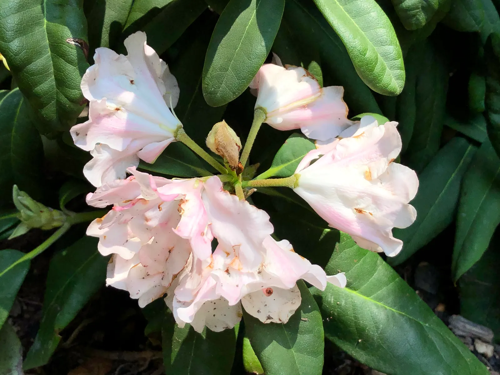 Yaku Princess Rhododendron (Rhododendron 'Yaku Princess') — The Rhododendron 'Yaku Princess' is a compact