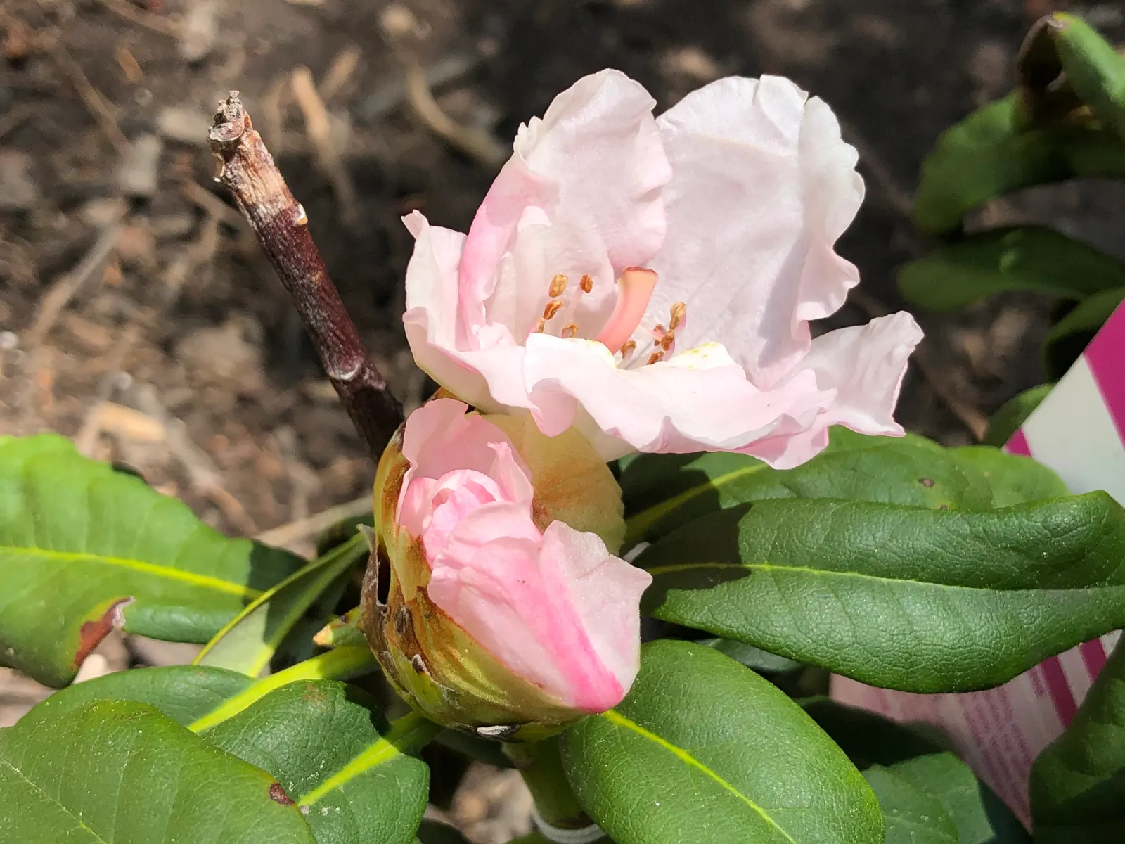 Yaku Princess Rhododendron (Rhododendron 'Yaku Princess') — The flowers are set against the dark green foliage