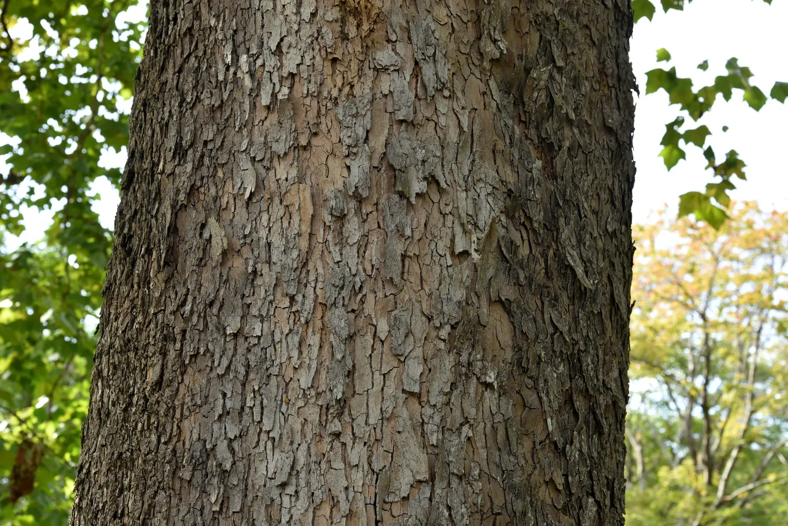 American Sycamore (Platanus Occidentalis) — with mature heights ranging from 70 to 100 feet and sometimes even reaching up to 130 feet