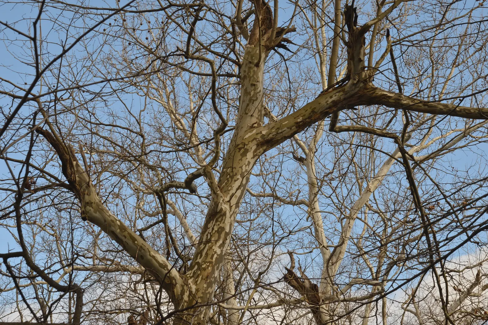 American Sycamore (Platanus Occidentalis) — The tree exhibits a broad and rounded crown, creating a dominant silhouette