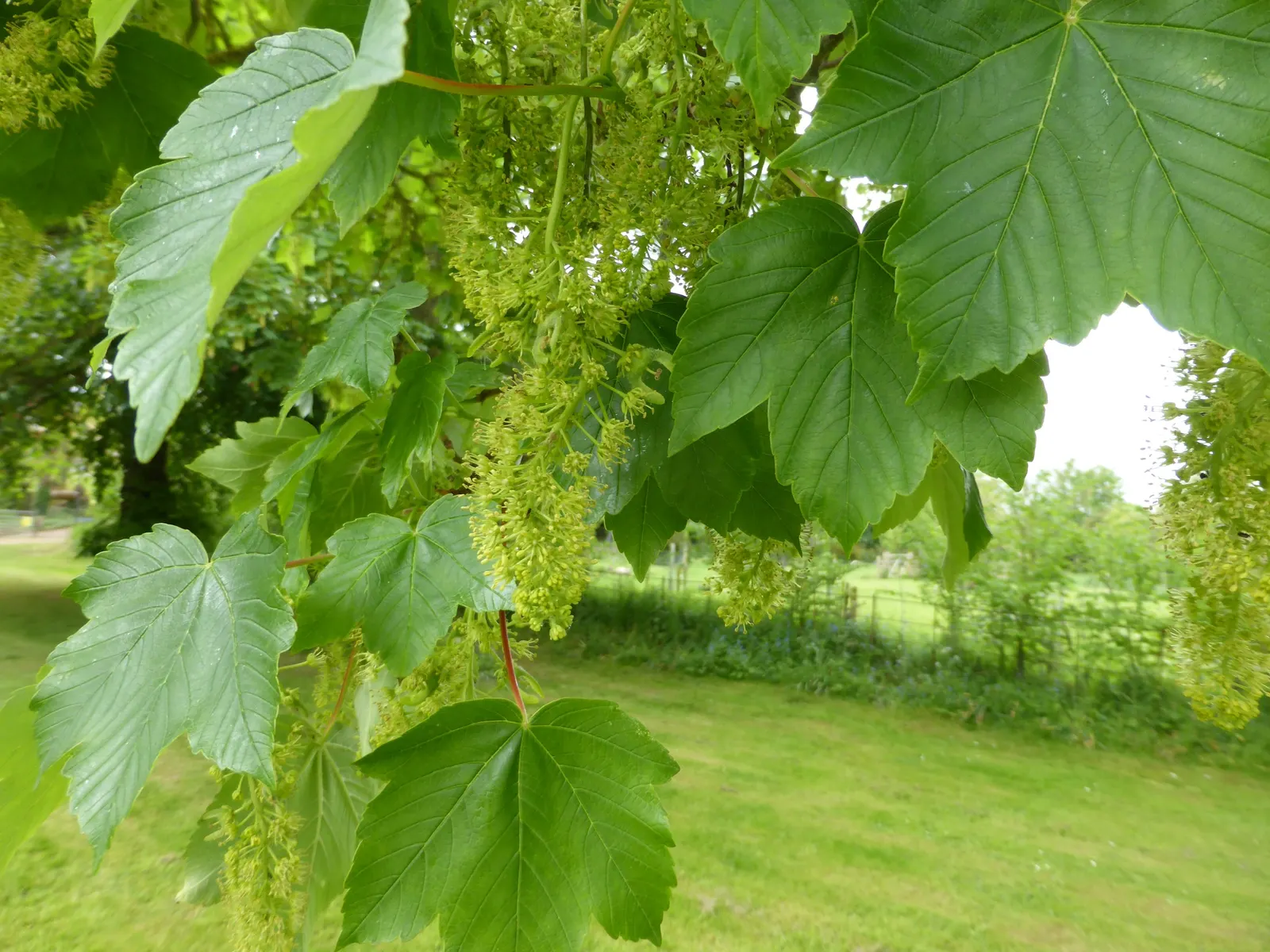 American Sycamore (Platanus Occidentalis) — with a preference for moist