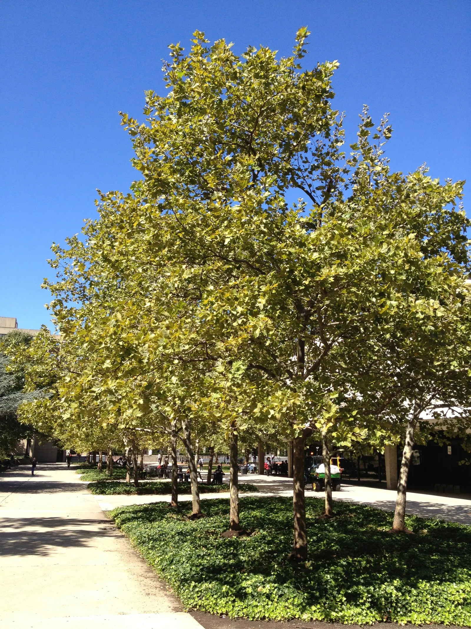 American Sycamore (Platanus Occidentalis) — In autumn, the foliage turns a yellow-brown, adding seasonal interest; the tree exhibits a broad and rounded crown