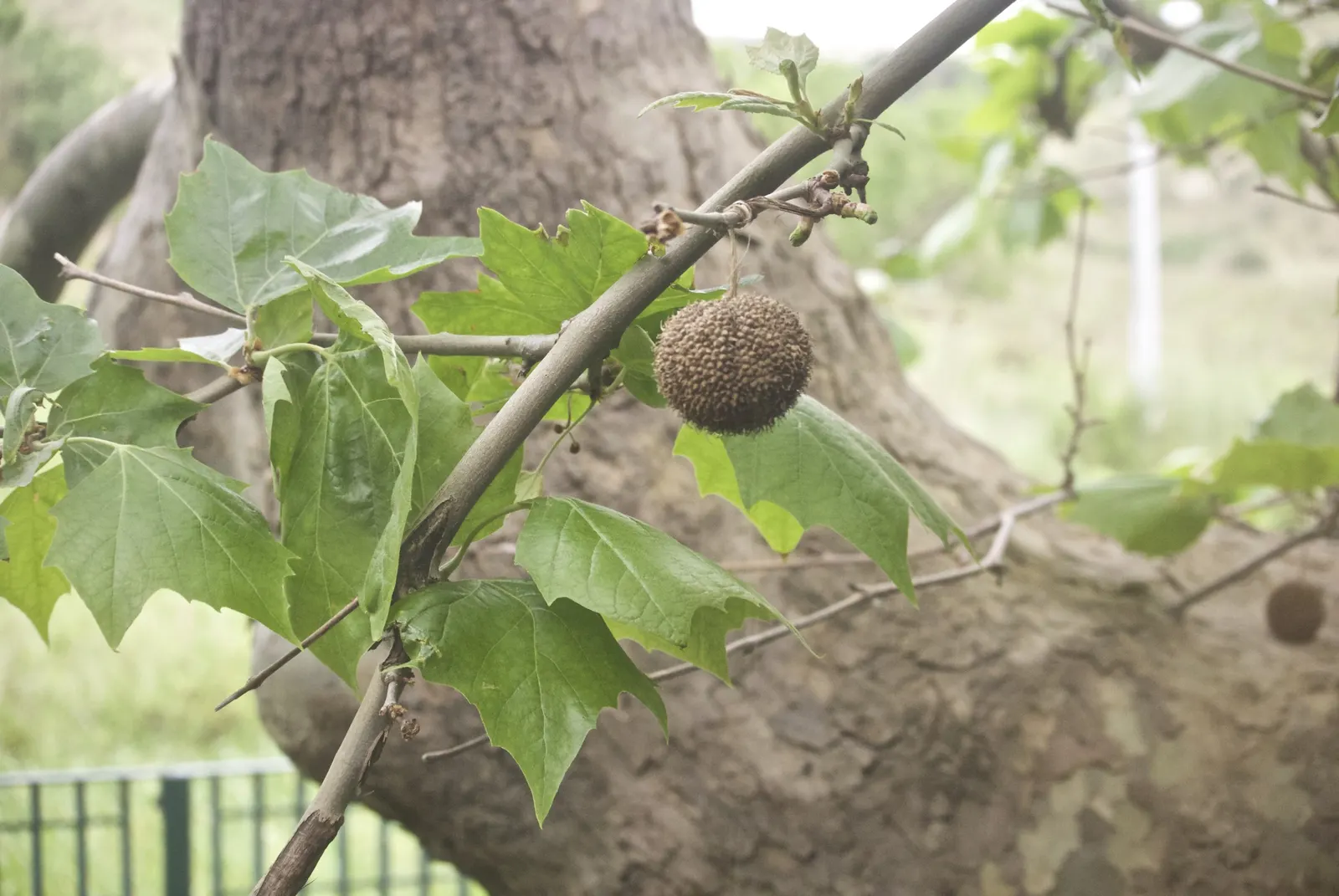 American Sycamore (Platanus Occidentalis) — This exfoliation process enables the tree to tolerate polluted urban conditions