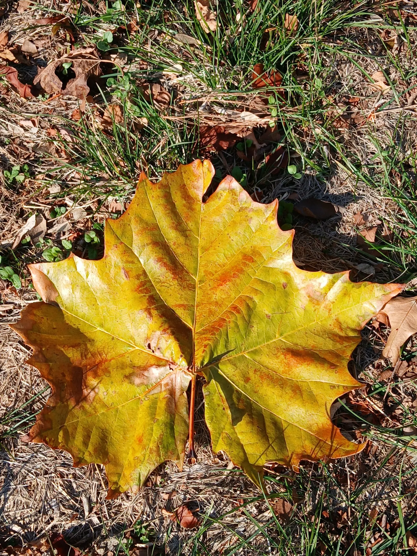 American Sycamore (Platanus Occidentalis) — Seed production is notable in this species