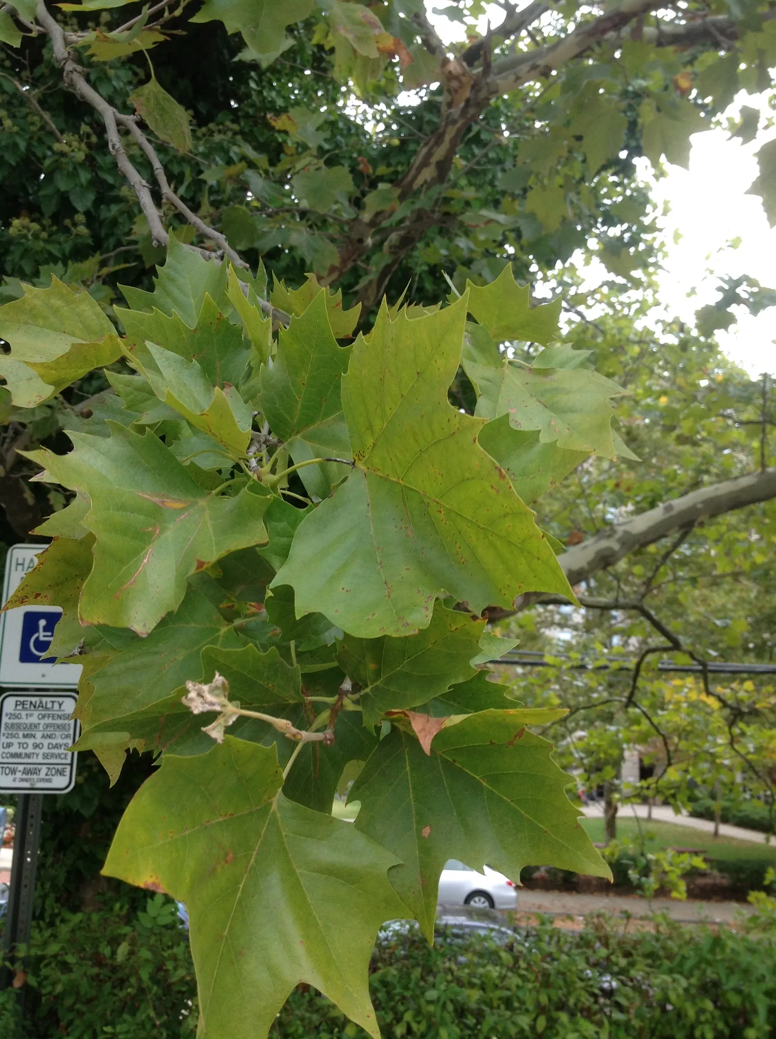 American Sycamore (Platanus Occidentalis) — including wet soils near water bodies