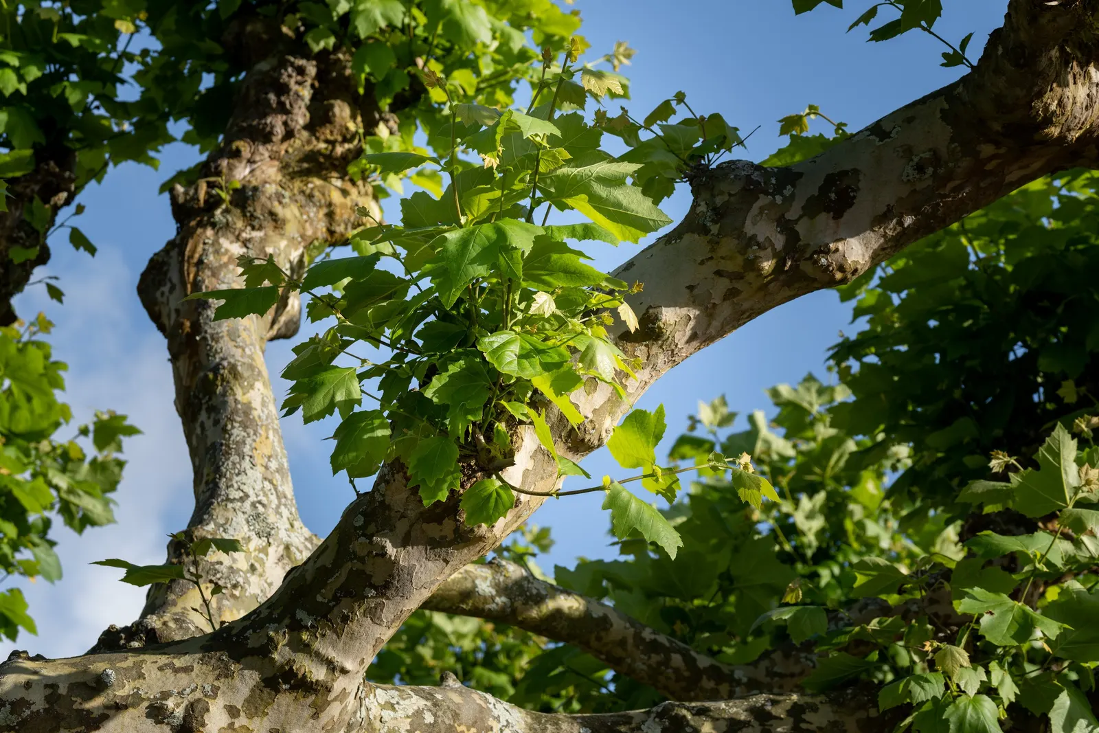 American Sycamore (Platanus Occidentalis) — well-drained soils and full sun to partial shade exposure