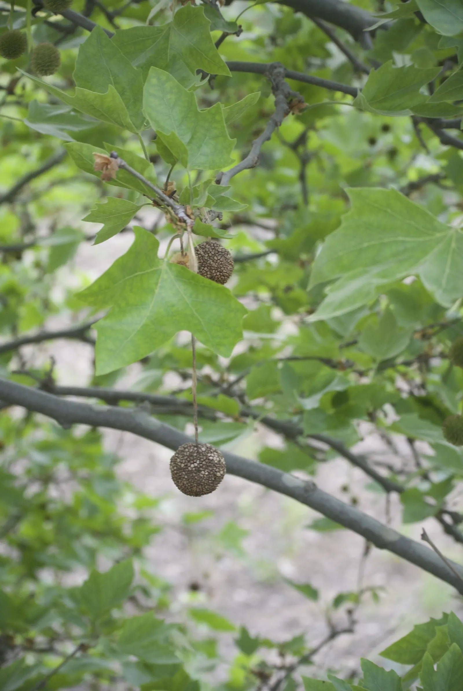 American Sycamore (Platanus Occidentalis) — which exfoliates in irregular patches to reveal a creamy white and olive-green inner bark