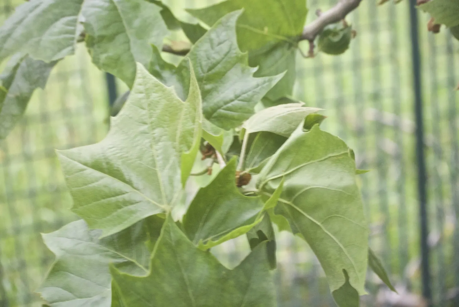 American Sycamore (Platanus Occidentalis) — deciduous tree that is native to Eastern North America