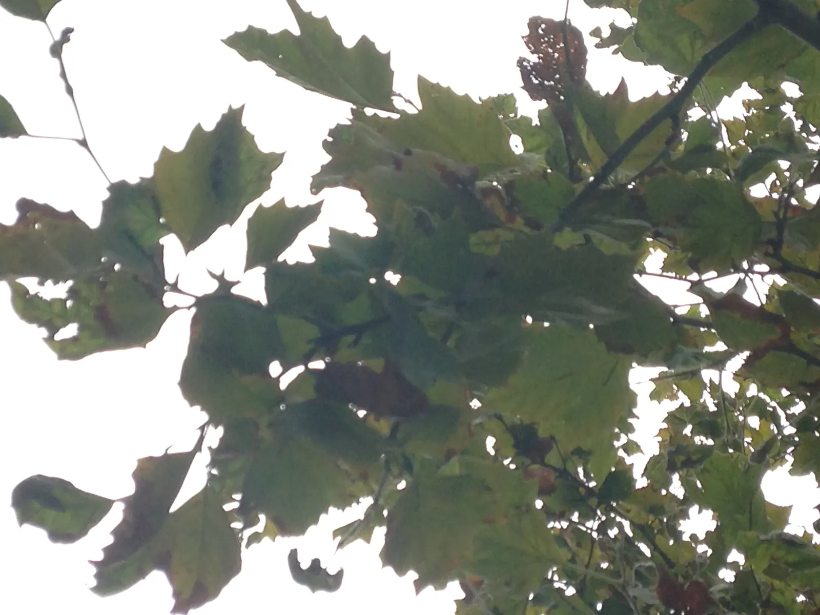 American Sycamore (Platanus Occidentalis) — When integrating this arboreal icon into a landscape
