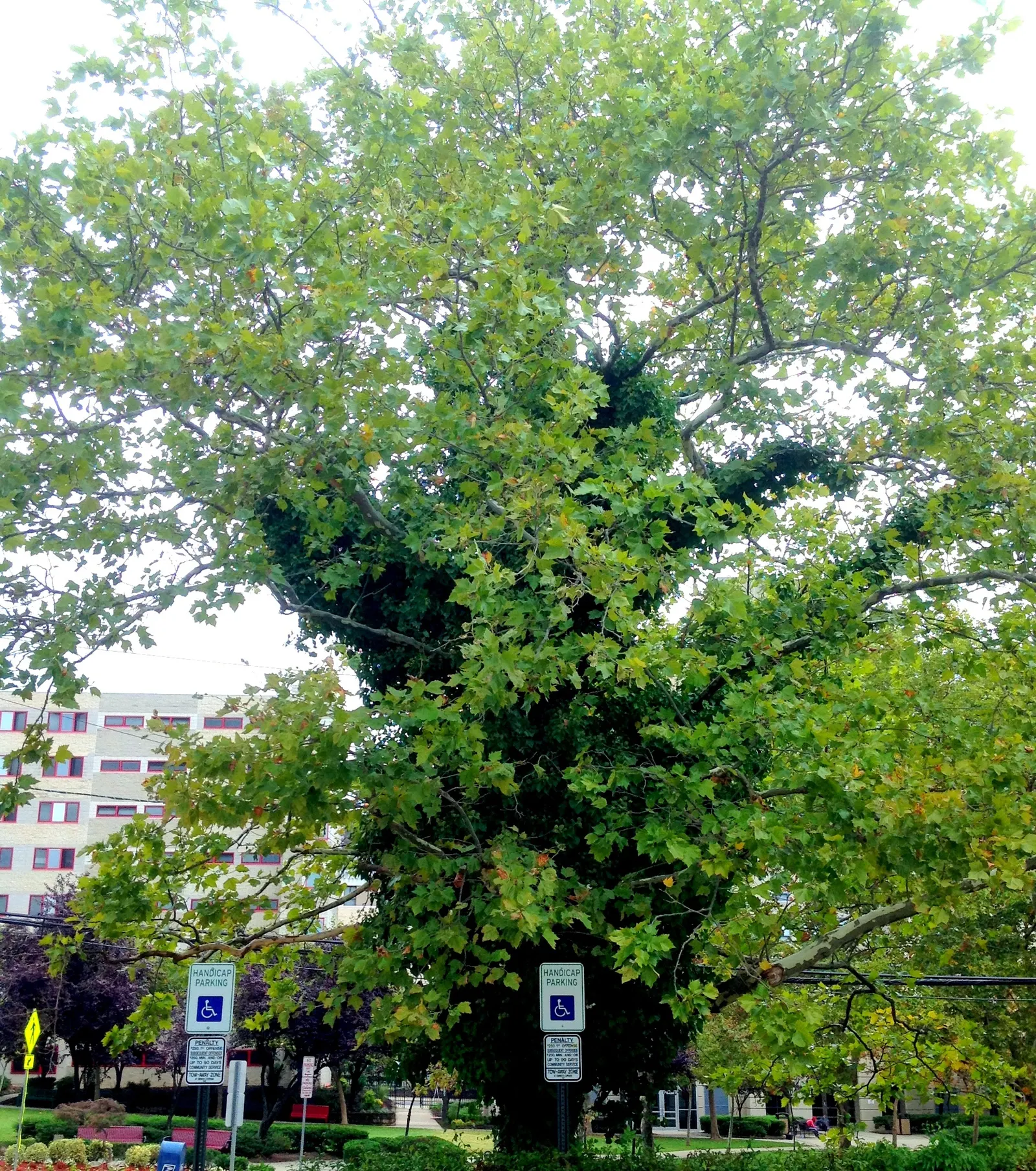 American Sycamore (Platanus Occidentalis) — Its spread can be massive