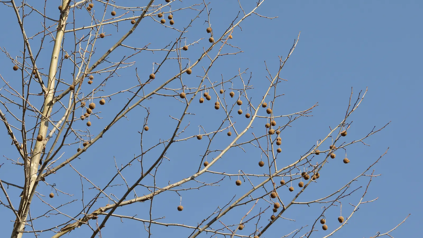 American Sycamore (Platanus Occidentalis) — Seed production is notable in this species; in autumn, the foliage turns a yellow-brown, adding seasonal interest