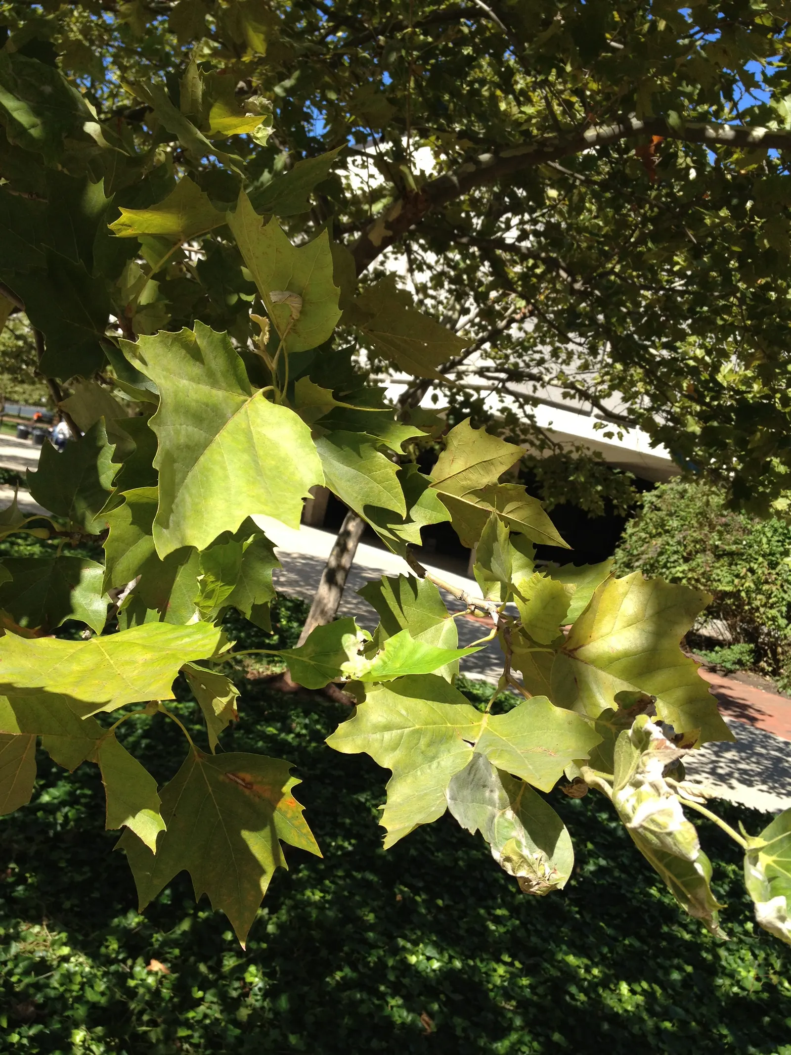 American Sycamore (Platanus Occidentalis) — well-drained soils and full sun to partial shade exposure; in autumn, the foliage turns a yellow-brown, adding