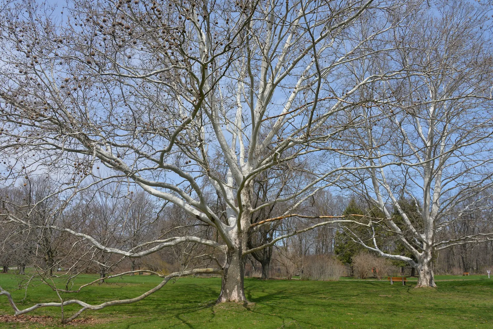 American Sycamore (Platanus Occidentalis) — with a preference for moist; the tree exhibits a broad and rounded crown, creating a dominant silhouette