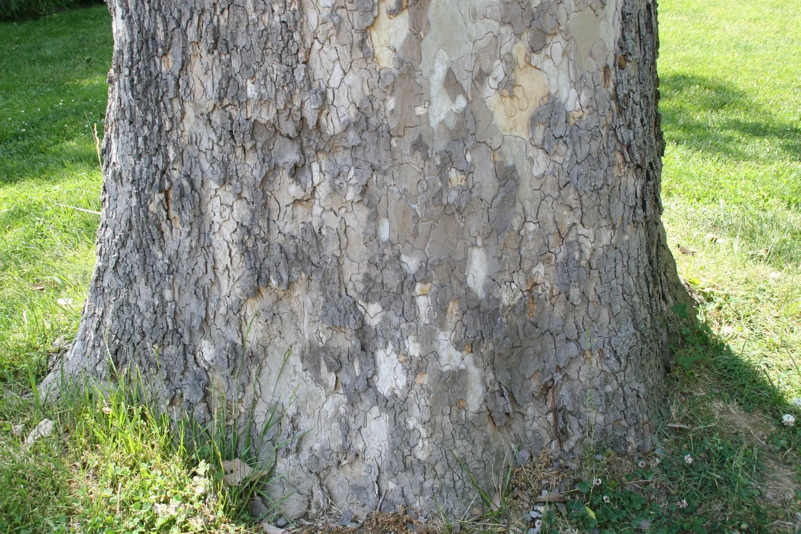 American Sycamore (Platanus Occidentalis) — the American Sycamore is a robust and attractive option; allow ample space for its substantial growth both above