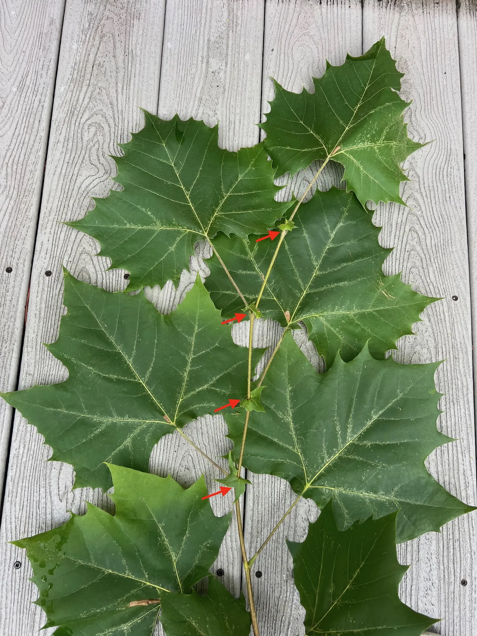 American Sycamore (Platanus Occidentalis) — measuring 4 to 9 inches wide