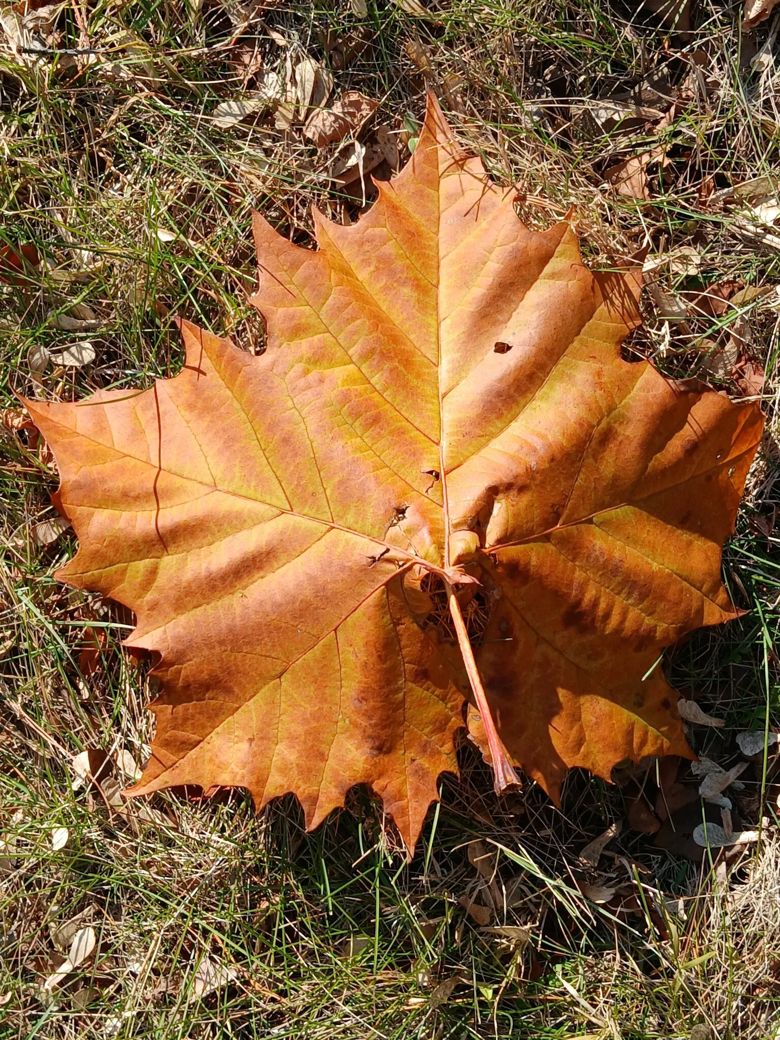 American Sycamore (Platanus Occidentalis) — the American Sycamore is a robust and attractive option