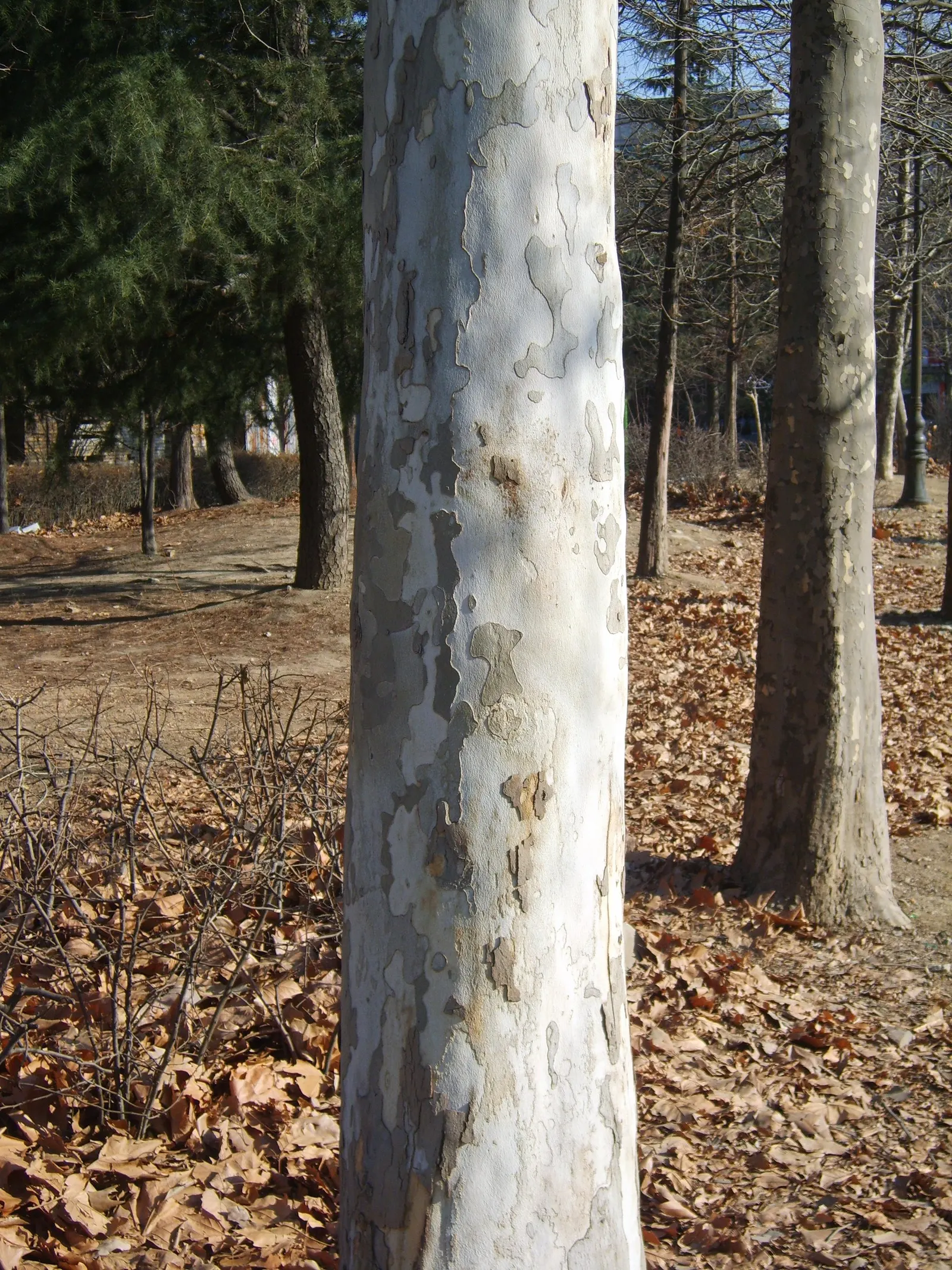 American Sycamore (Platanus Occidentalis) — It thrives in USDA hardiness zones 4 through 9; suitable for larger landscapes