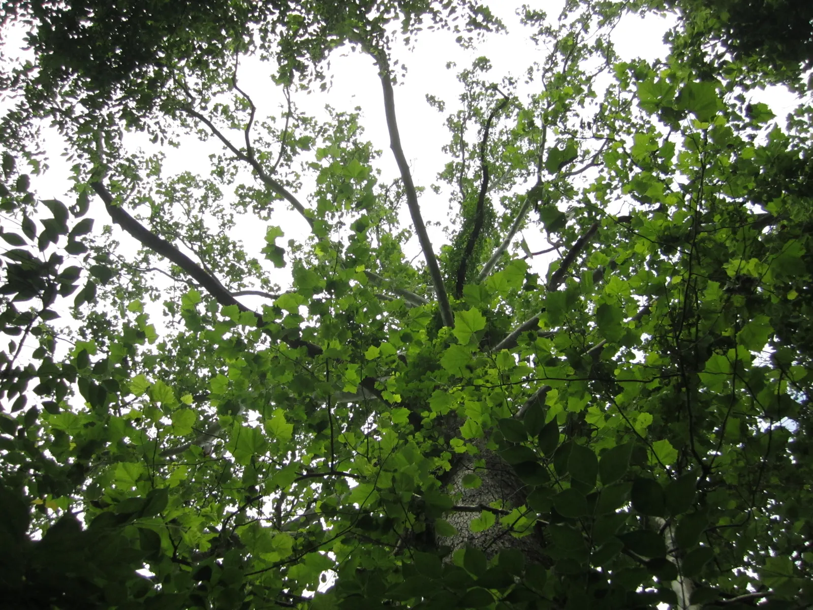 American Sycamore (Platanus Occidentalis) — creating a striking mottled appearance