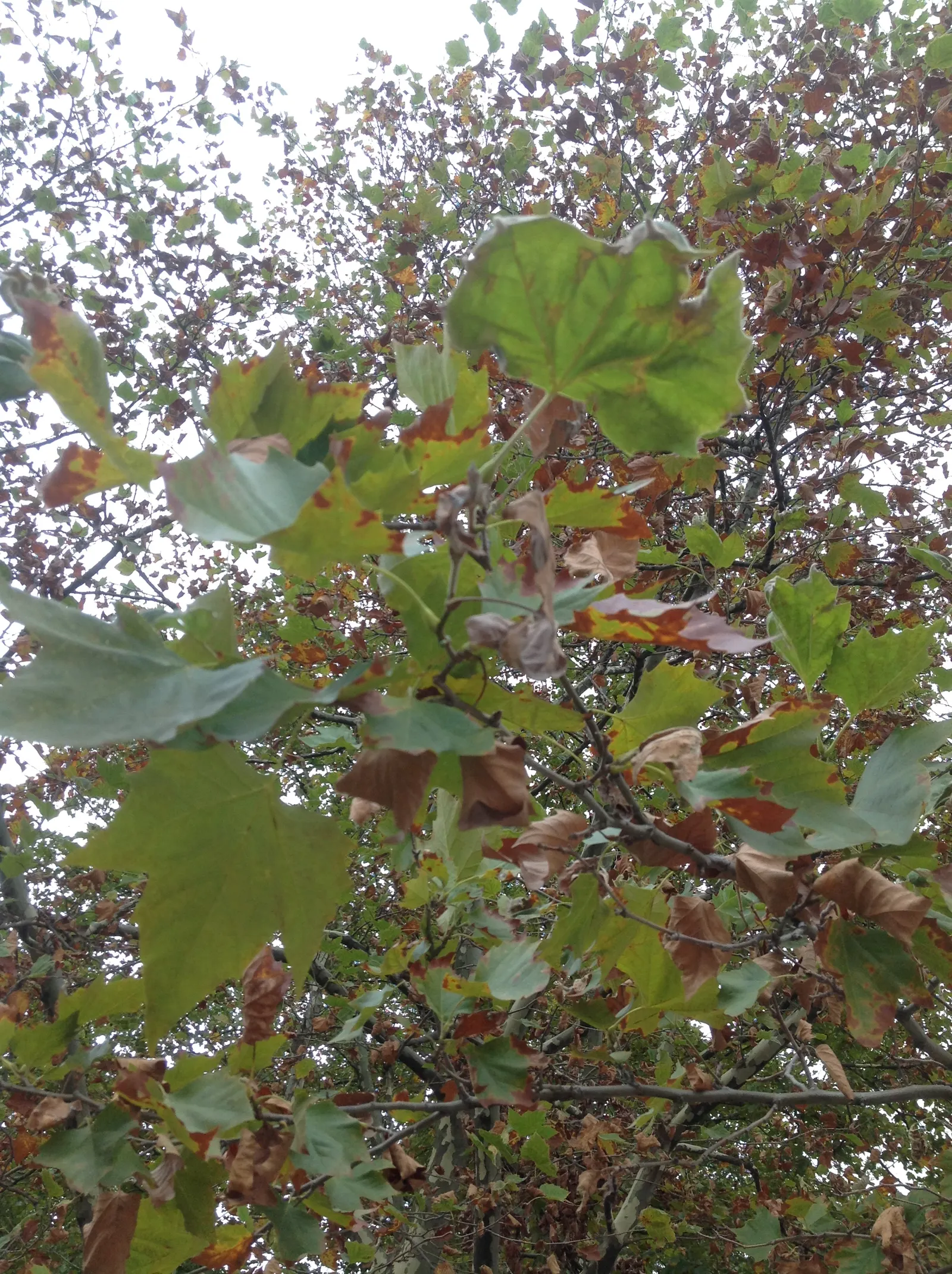 American Sycamore (Platanus Occidentalis) — In autumn, the foliage turns a yellow-brown, adding seasonal interest