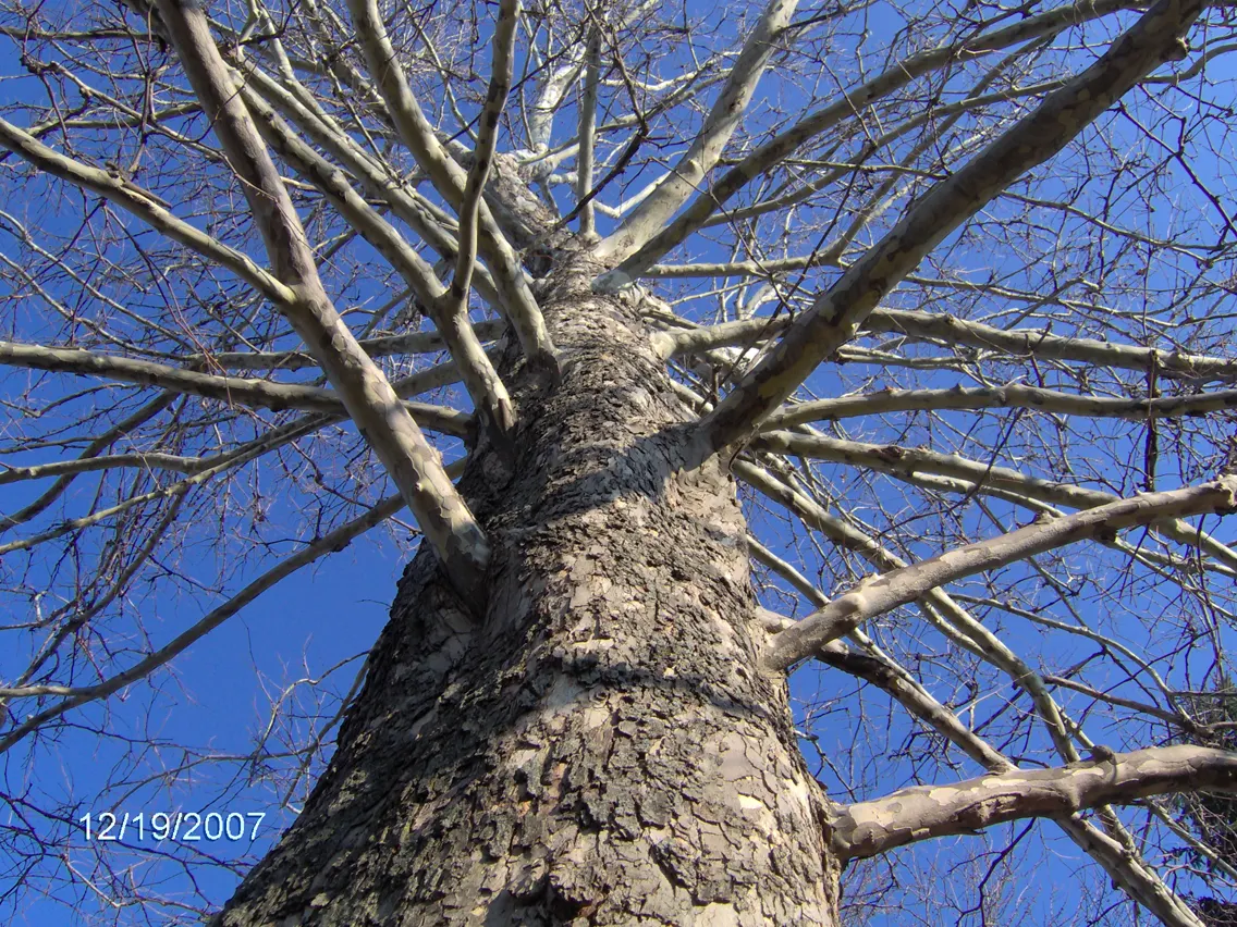 American Sycamore (Platanus Occidentalis) — scientifically named Platanus occidentalis