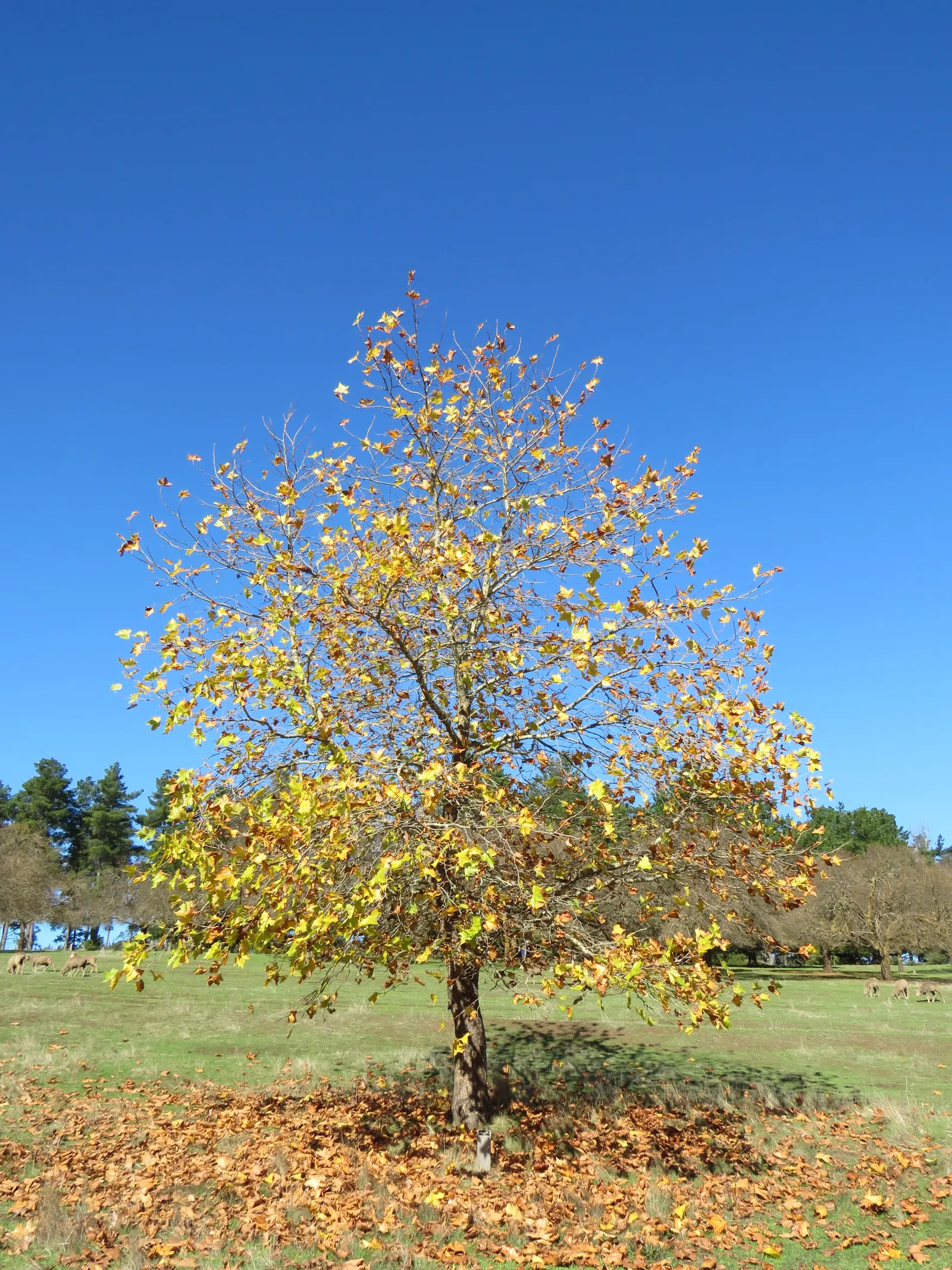American Sycamore (Platanus Occidentalis) — and possess a broad ovate shape with three or five lobes; suitable for larger landscapes
