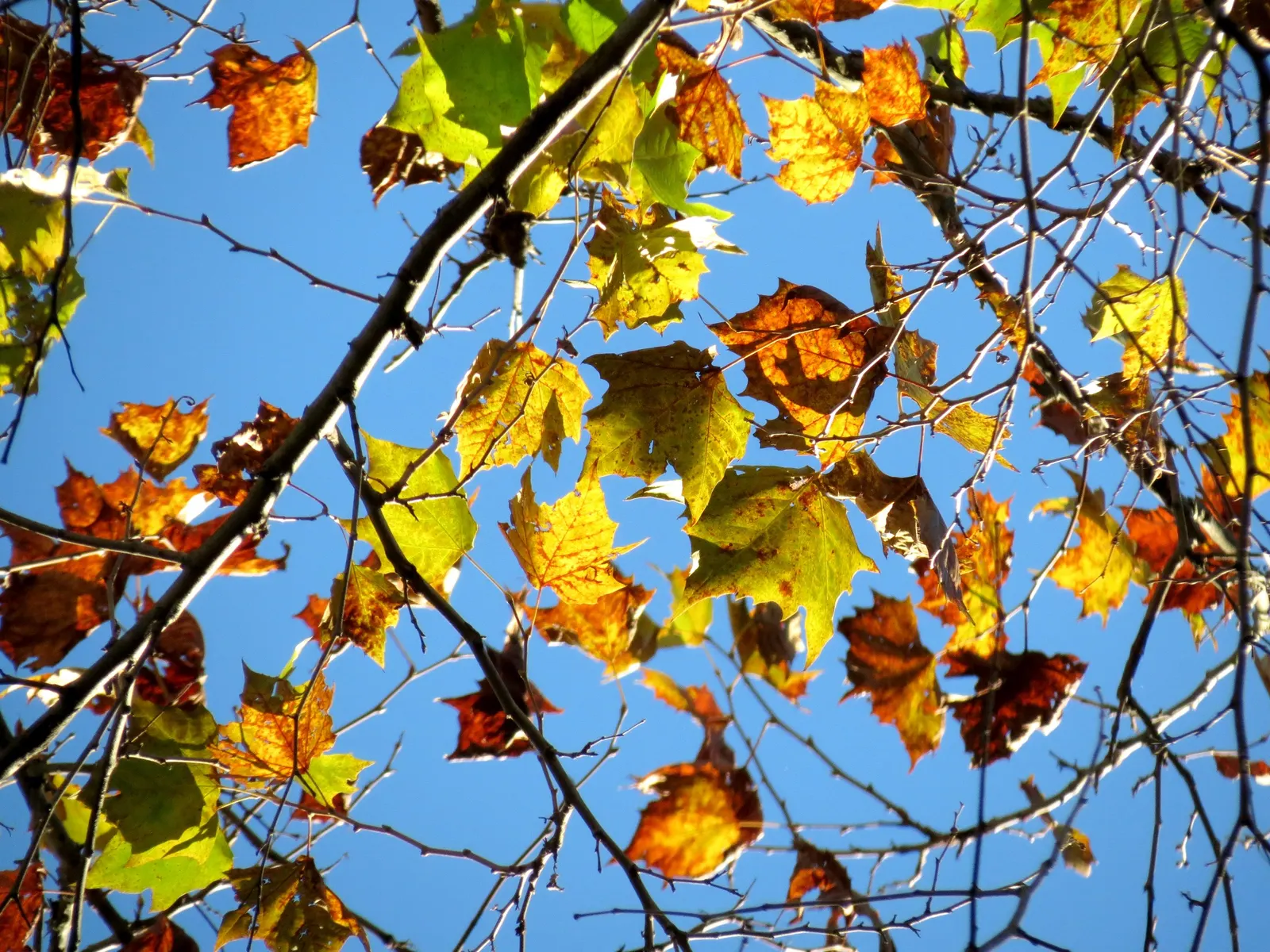 American Sycamore (Platanus Occidentalis) — scientifically named Platanus occidentalis; in autumn, the foliage turns a yellow-brown, adding seasonal interest