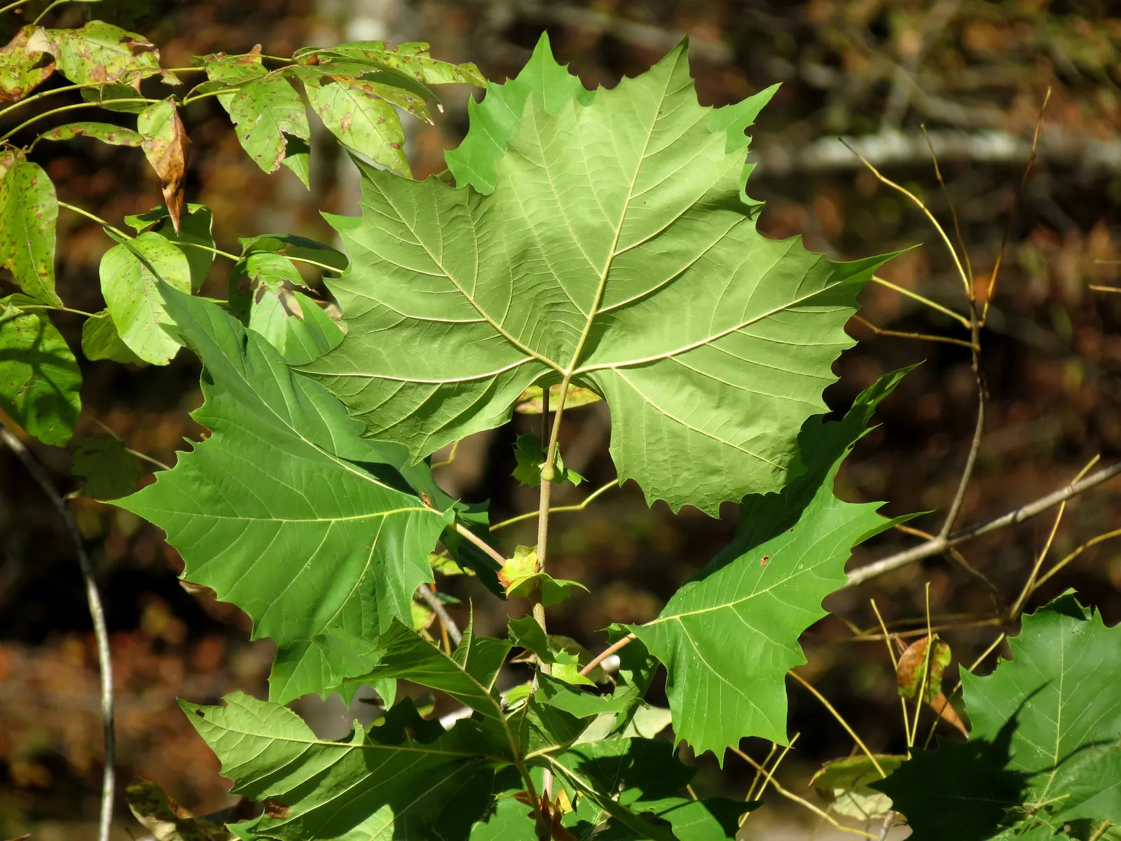 American Sycamore (Platanus Occidentalis) — including wet soils near water bodies; the tree exhibits a broad and rounded crown, creating a dominant silhouette