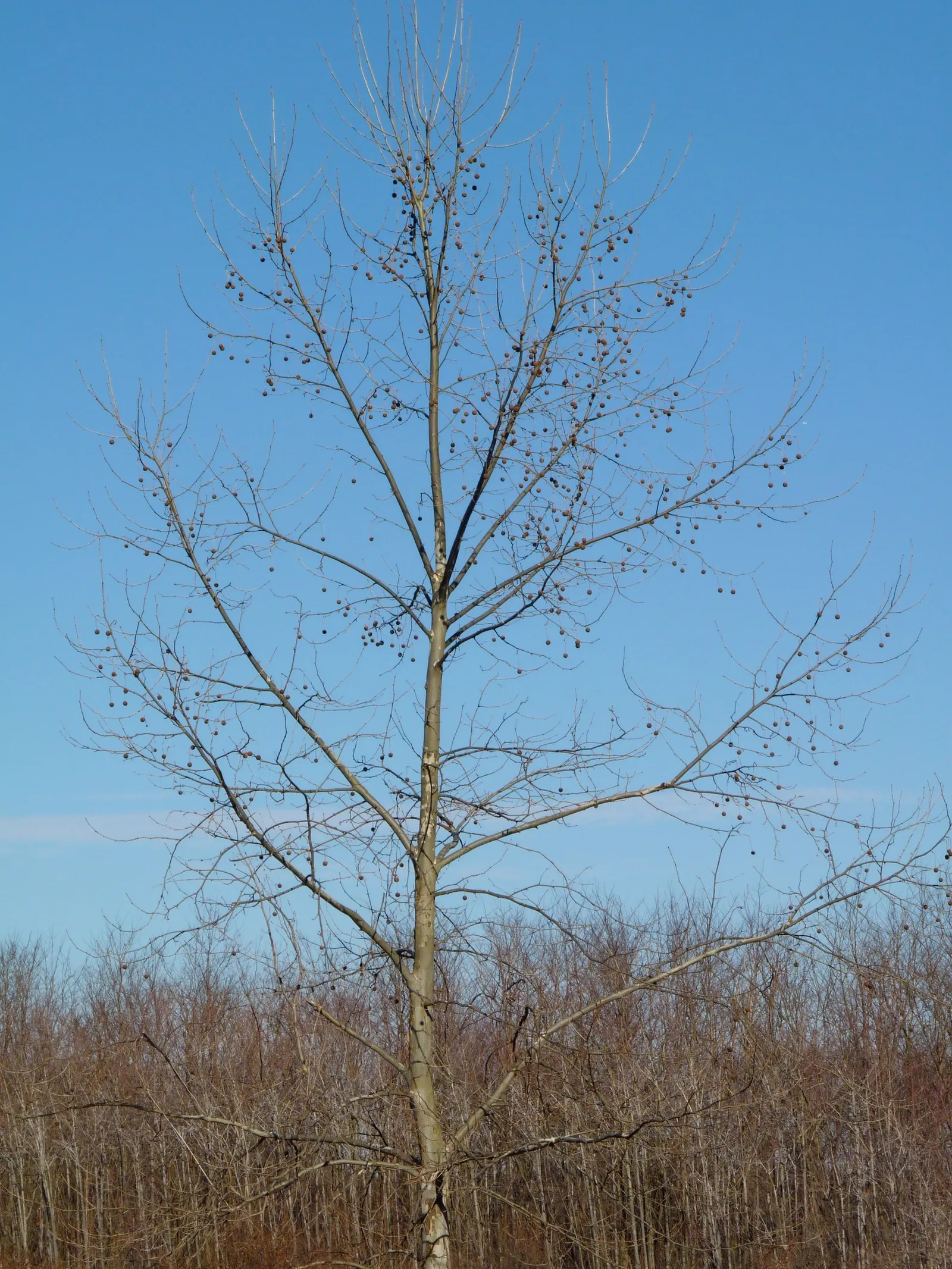 American Sycamore (Platanus Occidentalis) — The American Sycamore (Platanus occidentalis) is a robust deciduous tree; suitable for larger landscapes