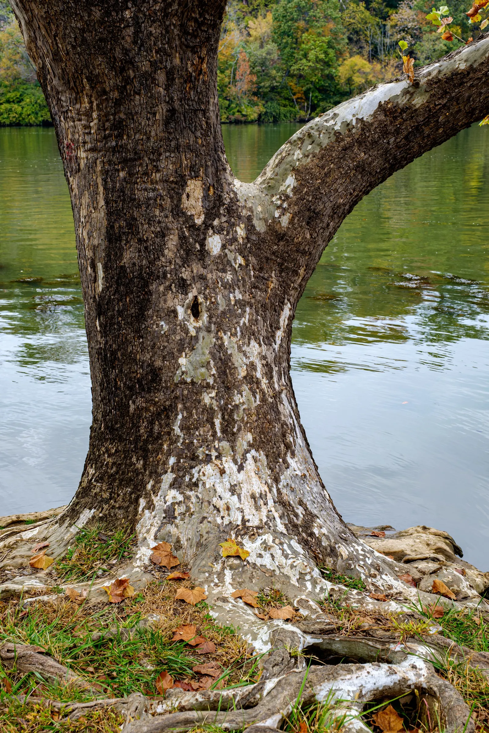 American Sycamore (Platanus Occidentalis) — It can soar to heights of 75-100 feet, with a similar spread, offering ample shade