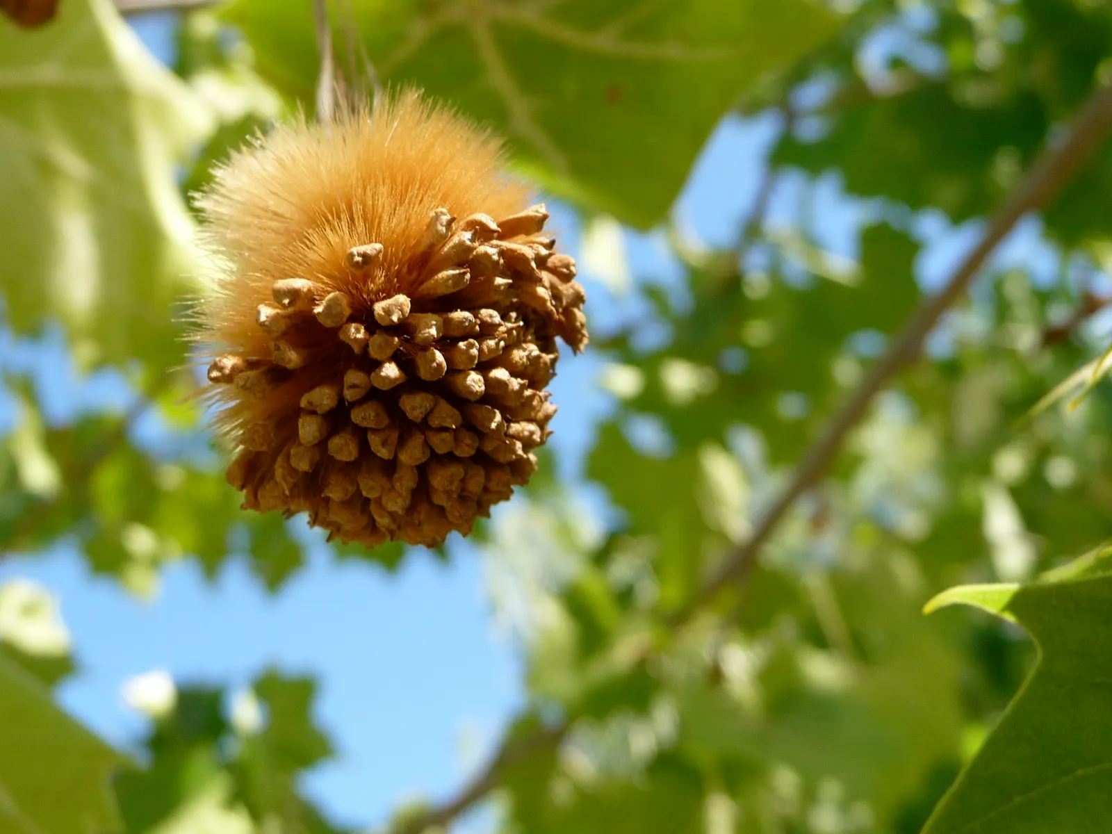 American Sycamore (Platanus Occidentalis) — with mature heights ranging from 70 to 100 feet and sometimes even reaching up to 130 feet; the tree exhibits a