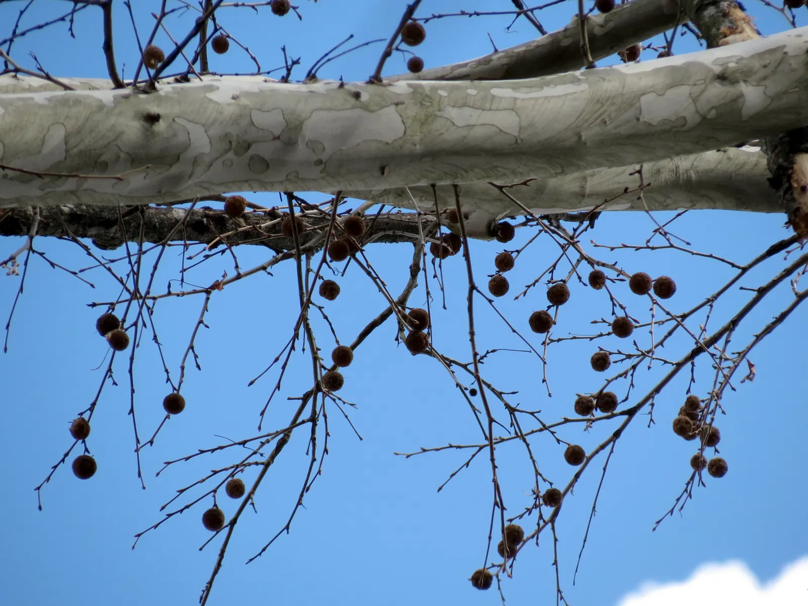 American Sycamore (Platanus Occidentalis) — red flowers in the garden