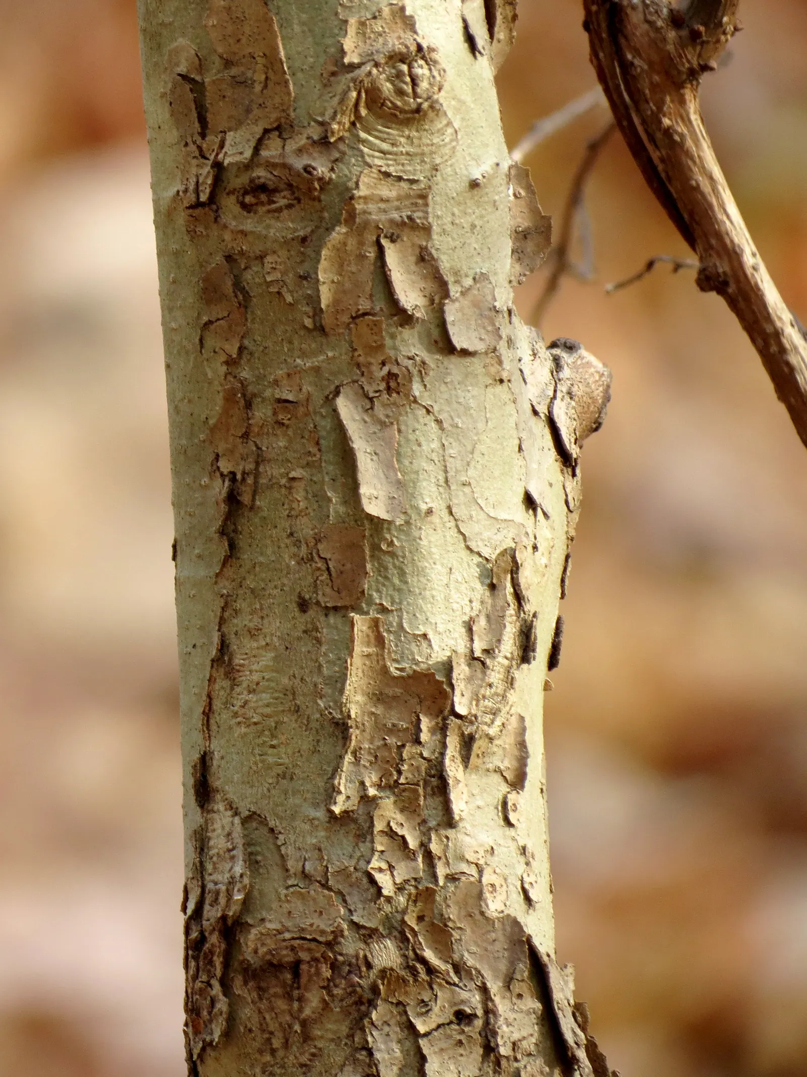 American Sycamore (Platanus Occidentalis) — It can soar to heights of 75-100 feet, with a similar spread, offering ample shade; in autumn, the foliage turns a