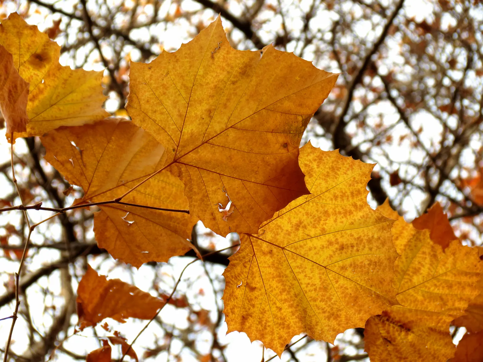 American Sycamore (Platanus Occidentalis) — This arboreal giant is celebrated for its impressive stature; suitable for larger landscapes