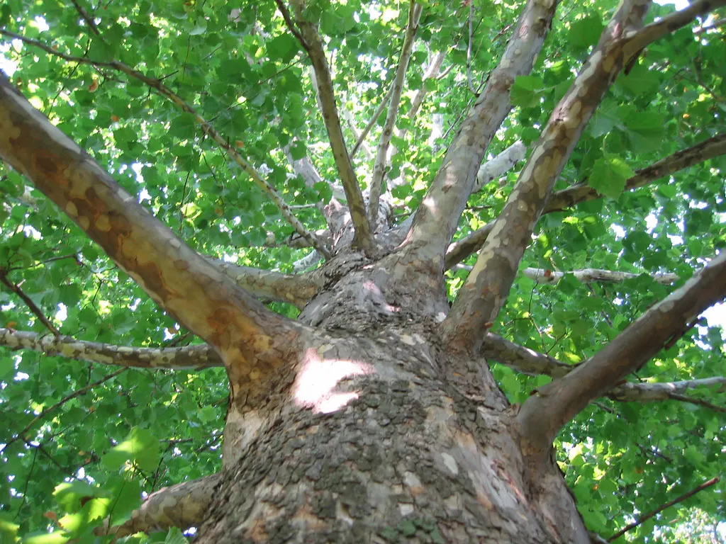 American Sycamore (Platanus Occidentalis) — It thrives in USDA hardiness zones 4 through 9