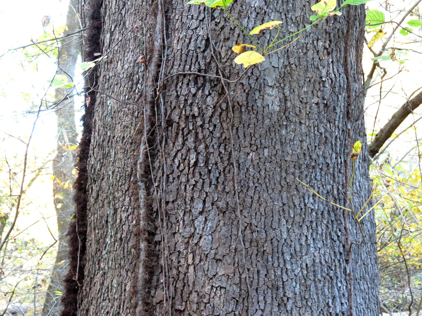 American Sycamore (Platanus Occidentalis) — deciduous tree that is native to Eastern North America; allow ample space for its substantial growth both above and
