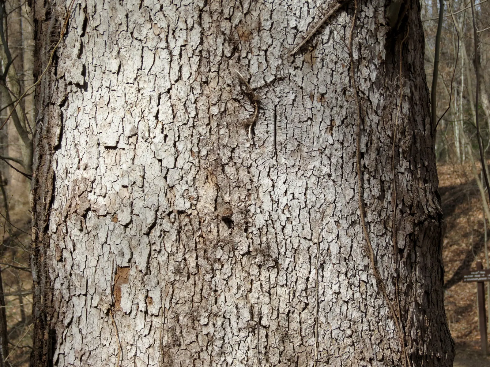 American Sycamore (Platanus Occidentalis) — tree for full