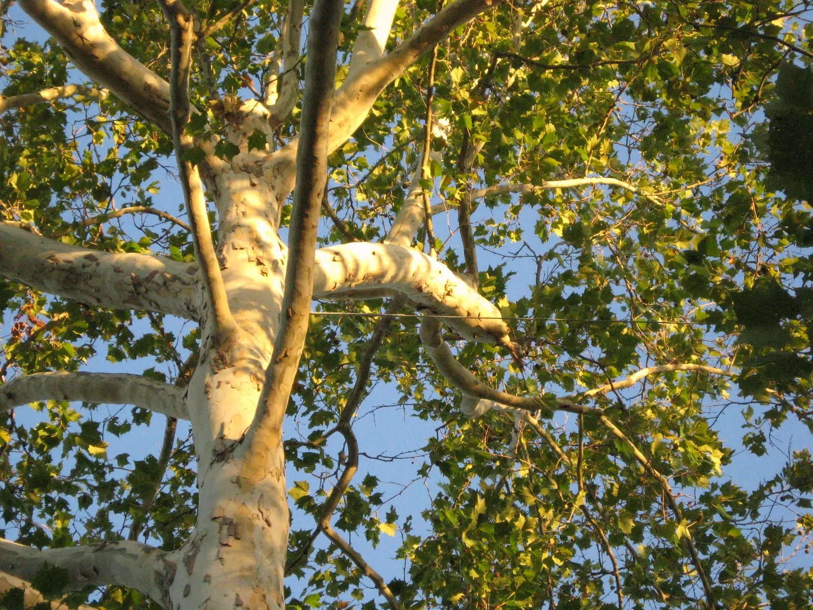 American Sycamore (Platanus Occidentalis) — Its spread can be massive; allow ample space for its substantial growth both above and below ground to avoid future