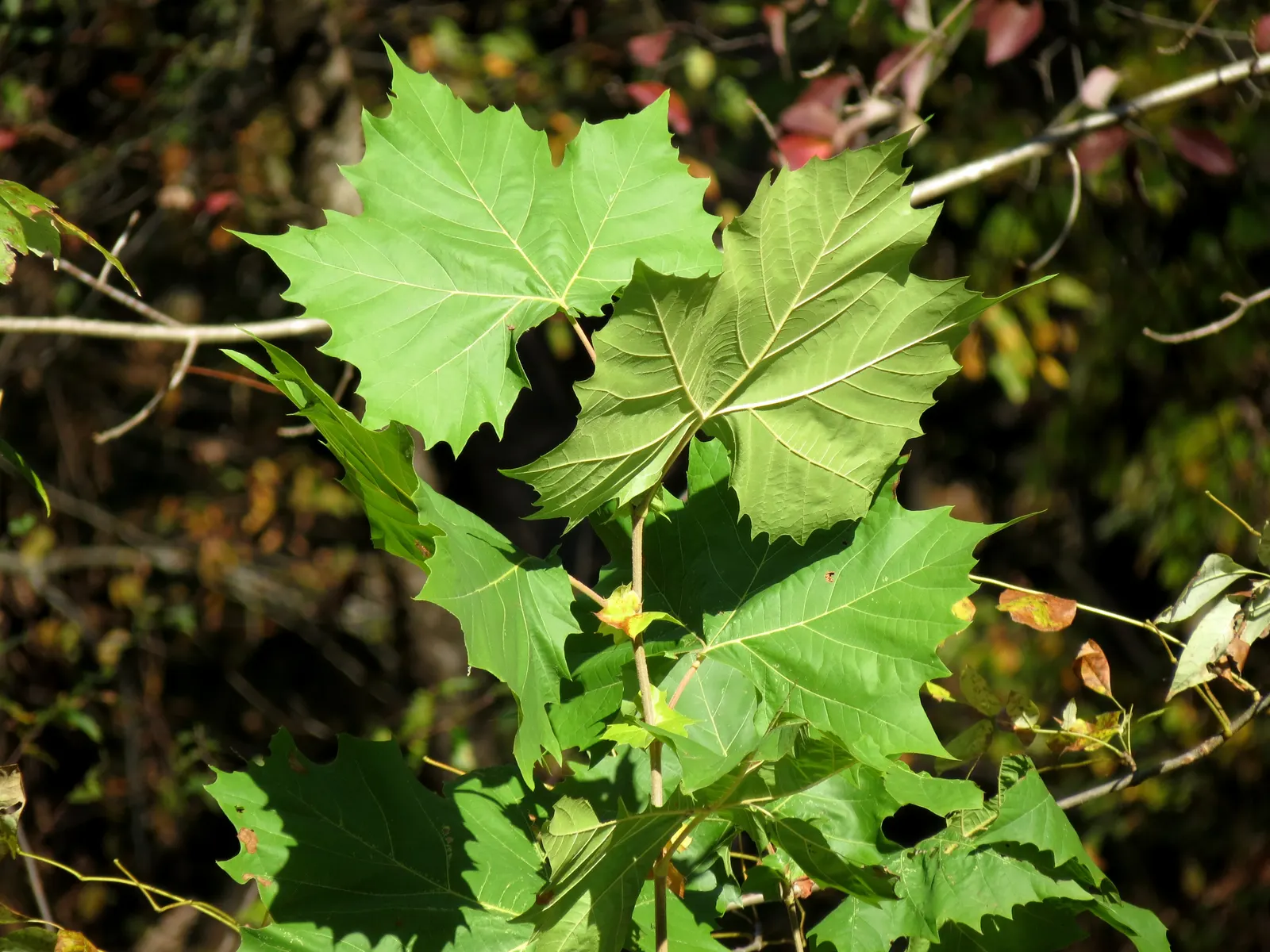 American Sycamore (Platanus Occidentalis) — Suitable for larger landscapes; allow ample space for its substantial growth both above and below ground to avoid