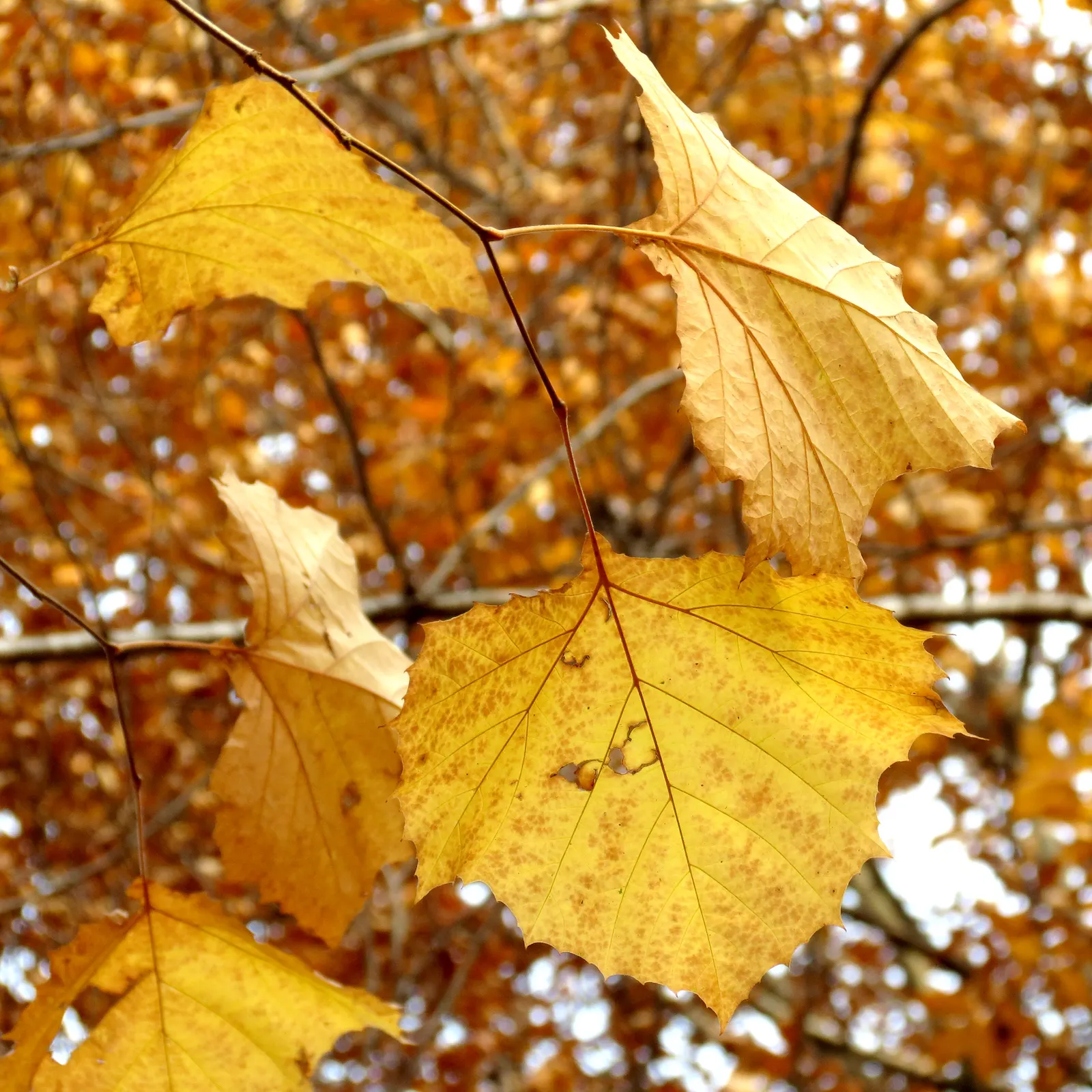 American Sycamore (Platanus Occidentalis) — and tolerates a variety of soil conditions; suitable for larger landscapes